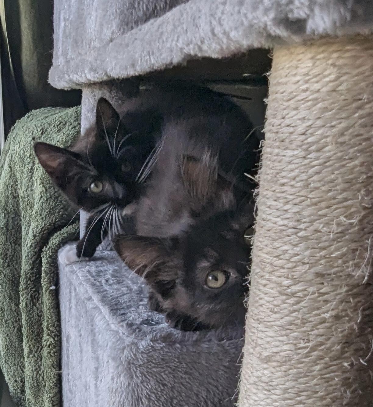 Enlarge Wolfgang, an adopted Domestic Medium Hair in Oakley, CA image 4/4