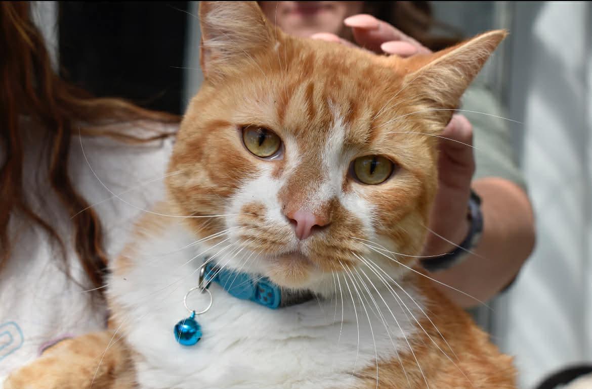 Oliver, adopted, Adult Male Domestic Short Hair.