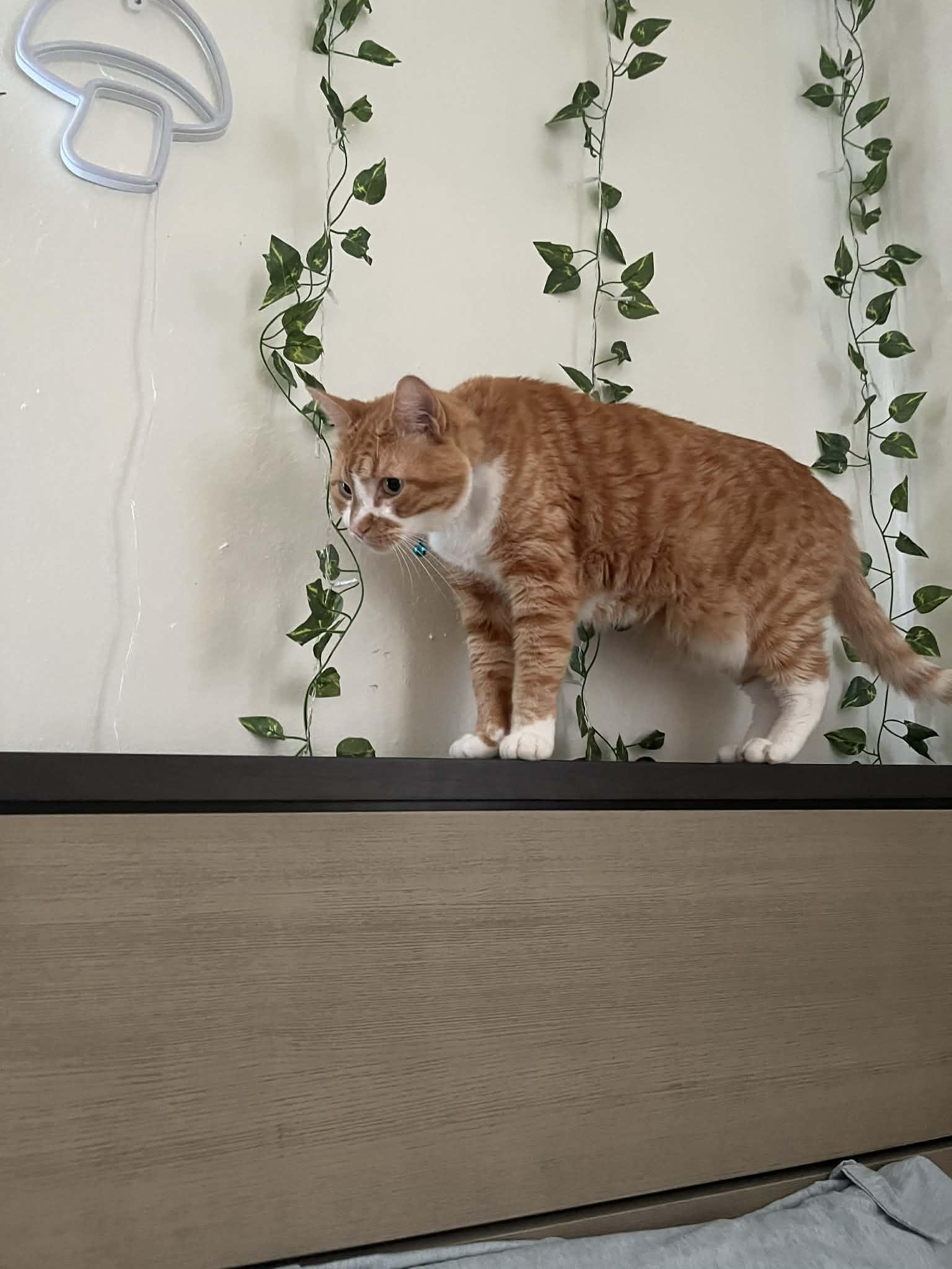 Enlarge Oliver, an adopted Domestic Short Hair in Shoreline , WA image 4/4