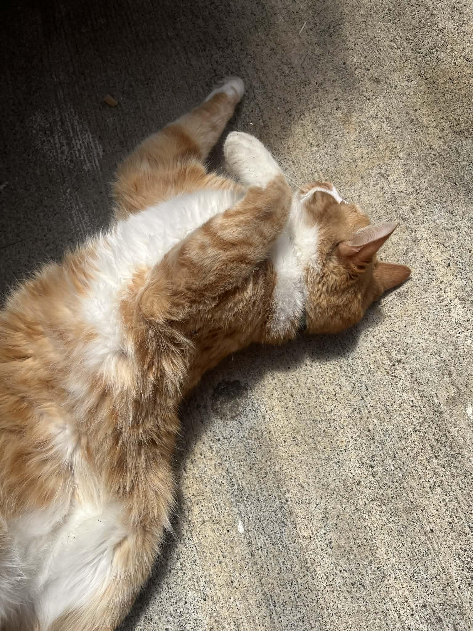 Enlarge Oliver, an adopted Domestic Short Hair in Shoreline , WA image 3/4