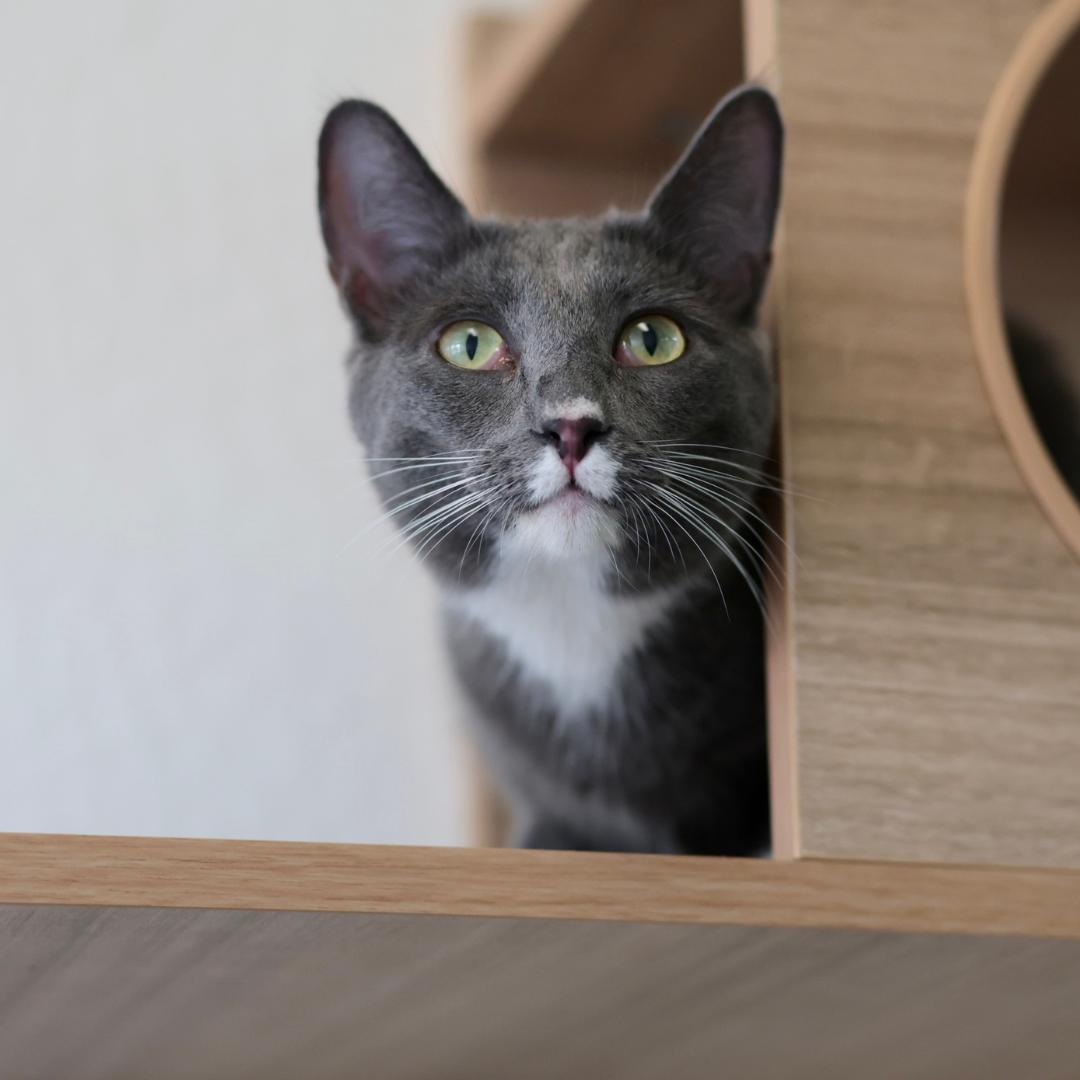 Enlarge Clairee, a Adoptable mixed breed in Morgan Hill, CA image 6/6