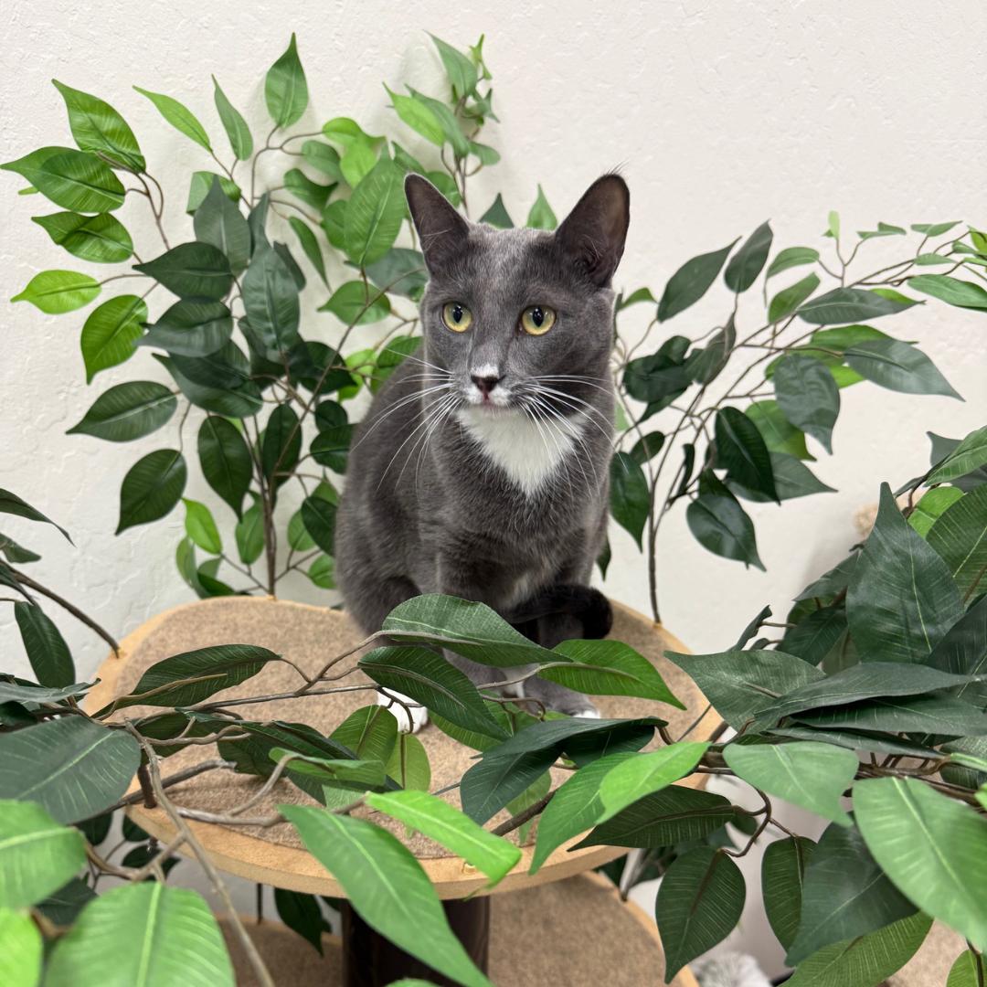 Enlarge Clairee, a Adoptable mixed breed in Morgan Hill, CA image 5/6