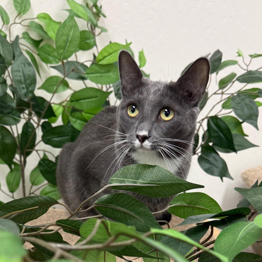 Clairee, Adoptable, Young Female Domestic Short Hair & Extra-Toes Cat / Hemingway Polydactyl.