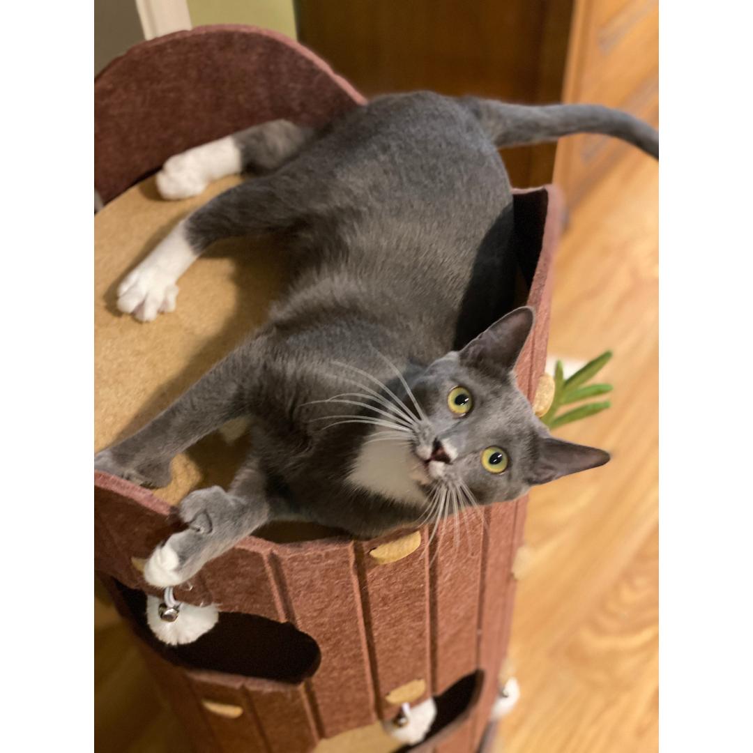 Enlarge Clairee, a Adoptable mixed breed in Morgan Hill, CA image 3/6