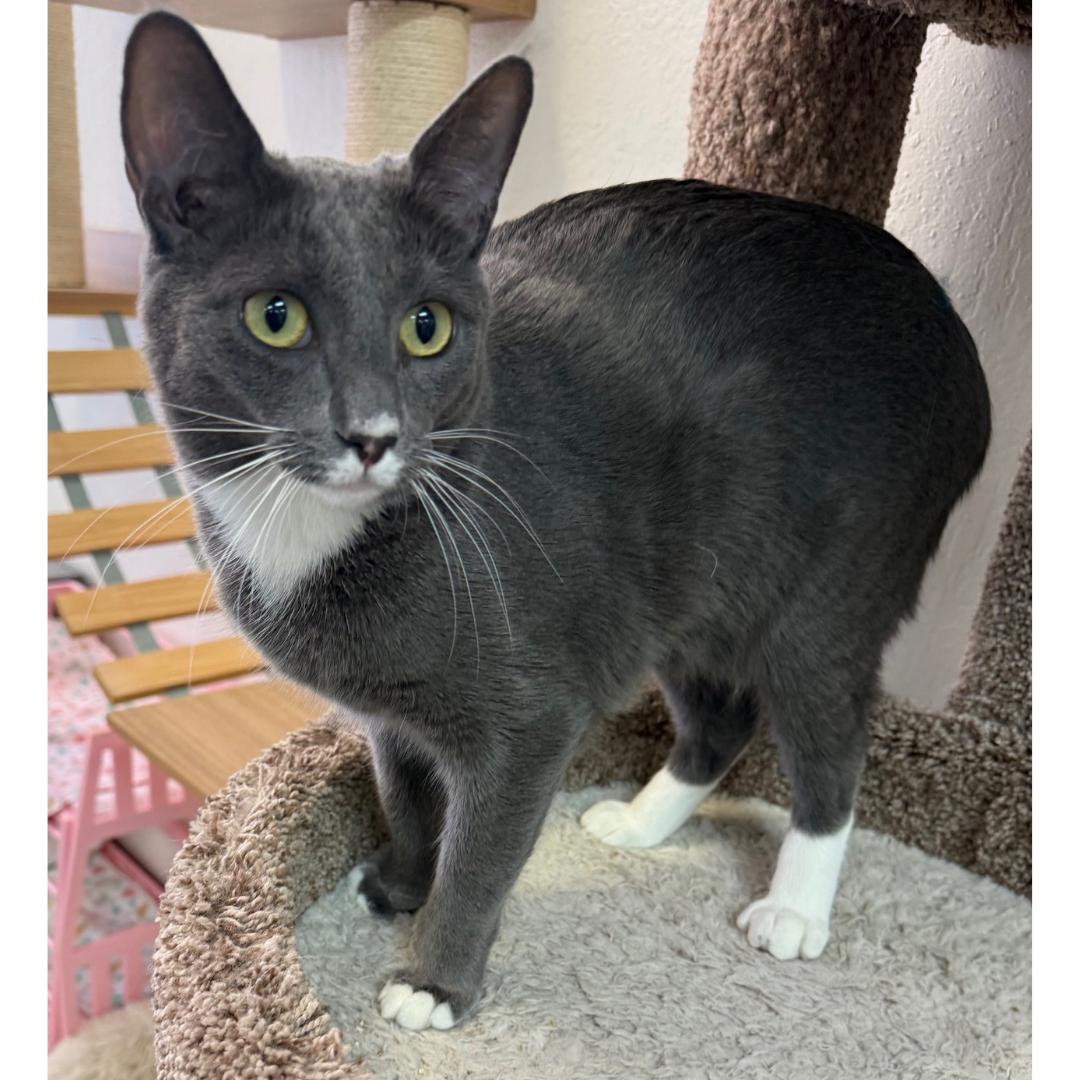 Enlarge Clairee, a Adoptable mixed breed in Morgan Hill, CA image 4/6