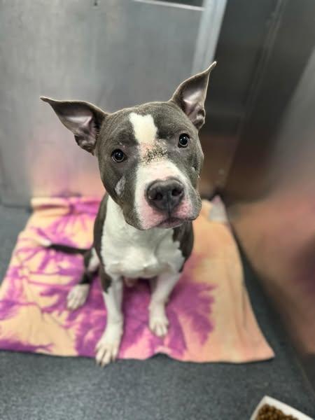 Enlarge BUDDY, a Adoptable Mixed Breed in Dallas, TX image 1/1