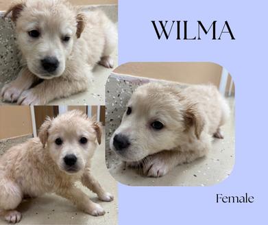Wilma, ADOPTABLE, Young Female Yellow Labrador Retriever & English Springer Spaniel.