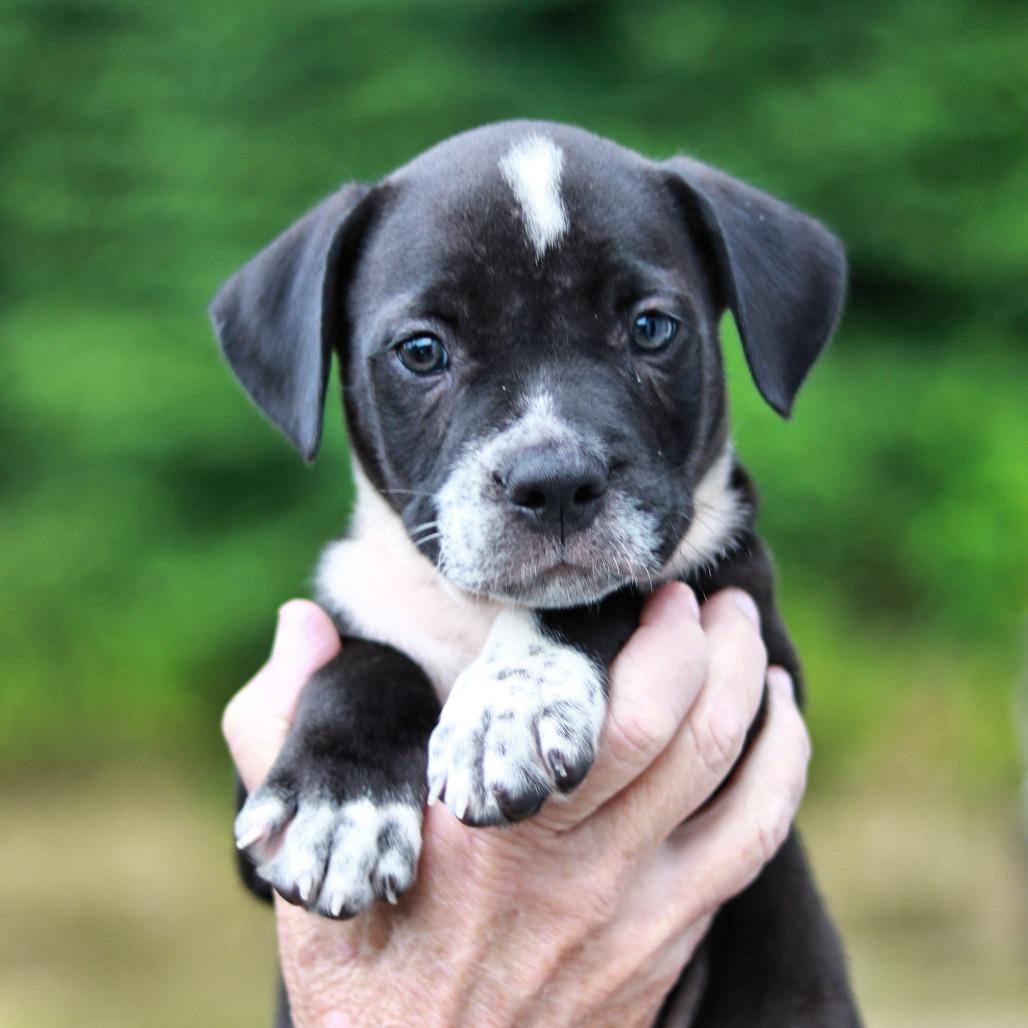 NY Gates (Foster in Stormville), Adoptable, Puppy Male Boxer & Labrador Retriever.
