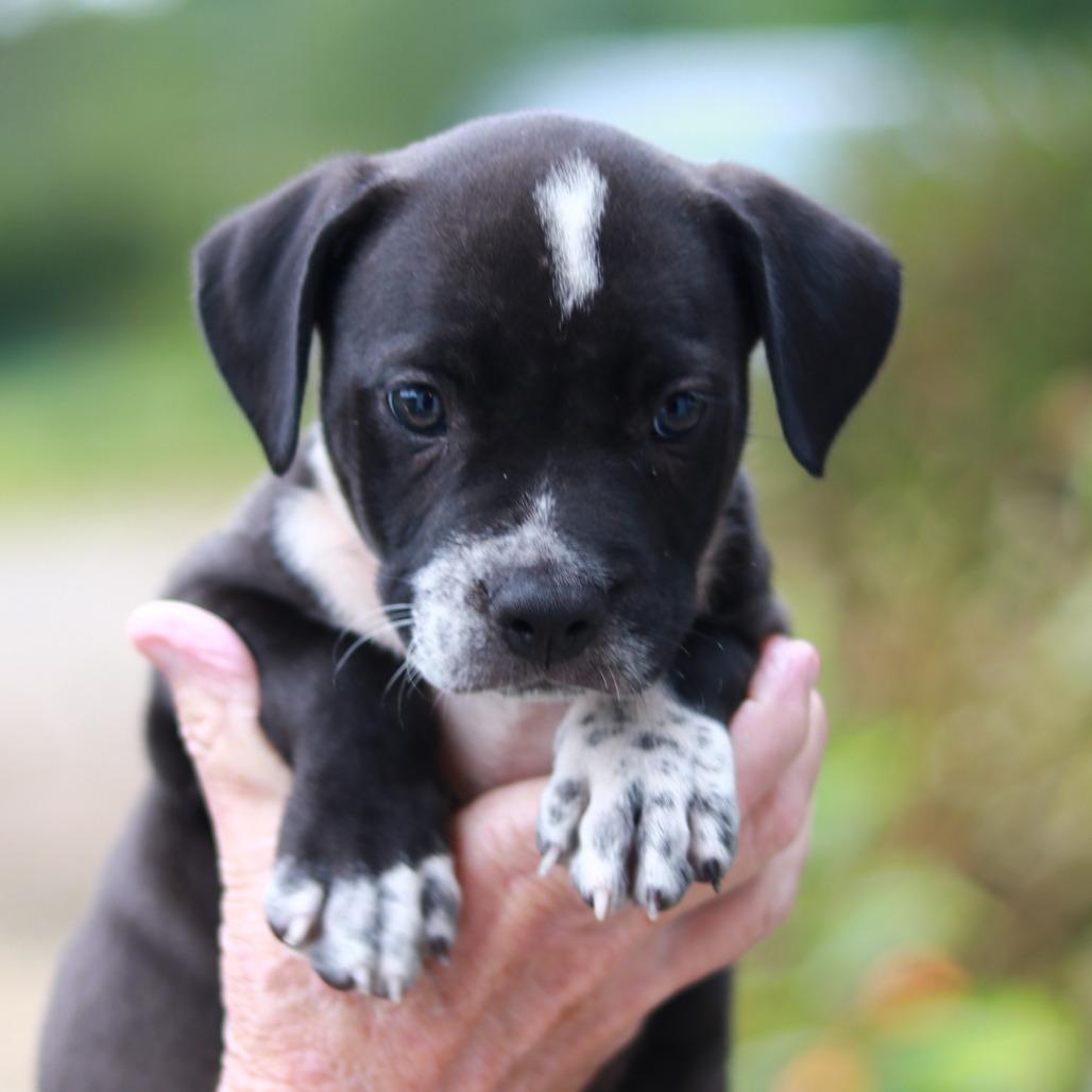 Enlarge NY Gates (Foster in Stormville), a Adoptable mixed breed in Wingdale, NY image 2/4