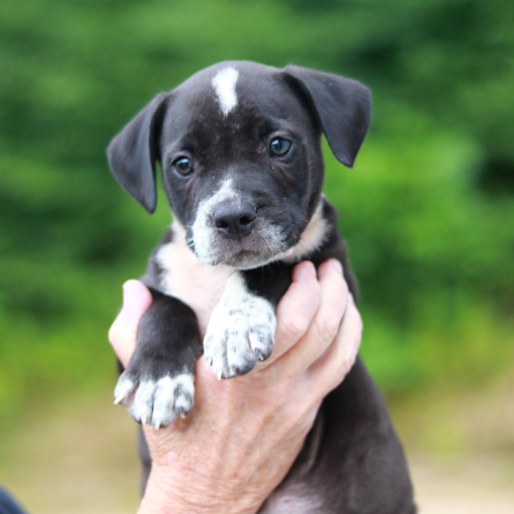 Enlarge NY Gates (Foster in Stormville), a Adoptable mixed breed in Wingdale, NY image 3/4