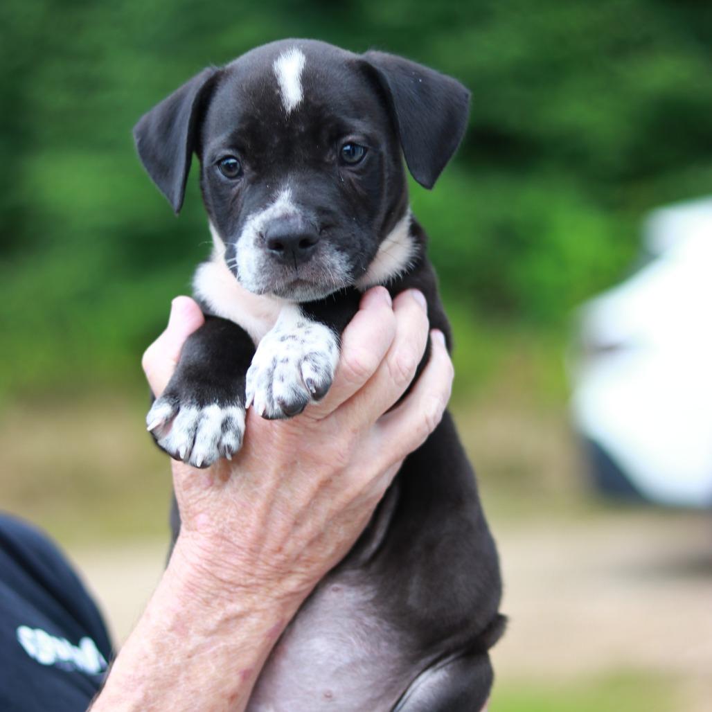 Enlarge NY Gates (Foster in Stormville), a Adoptable mixed breed in Wingdale, NY image 4/4