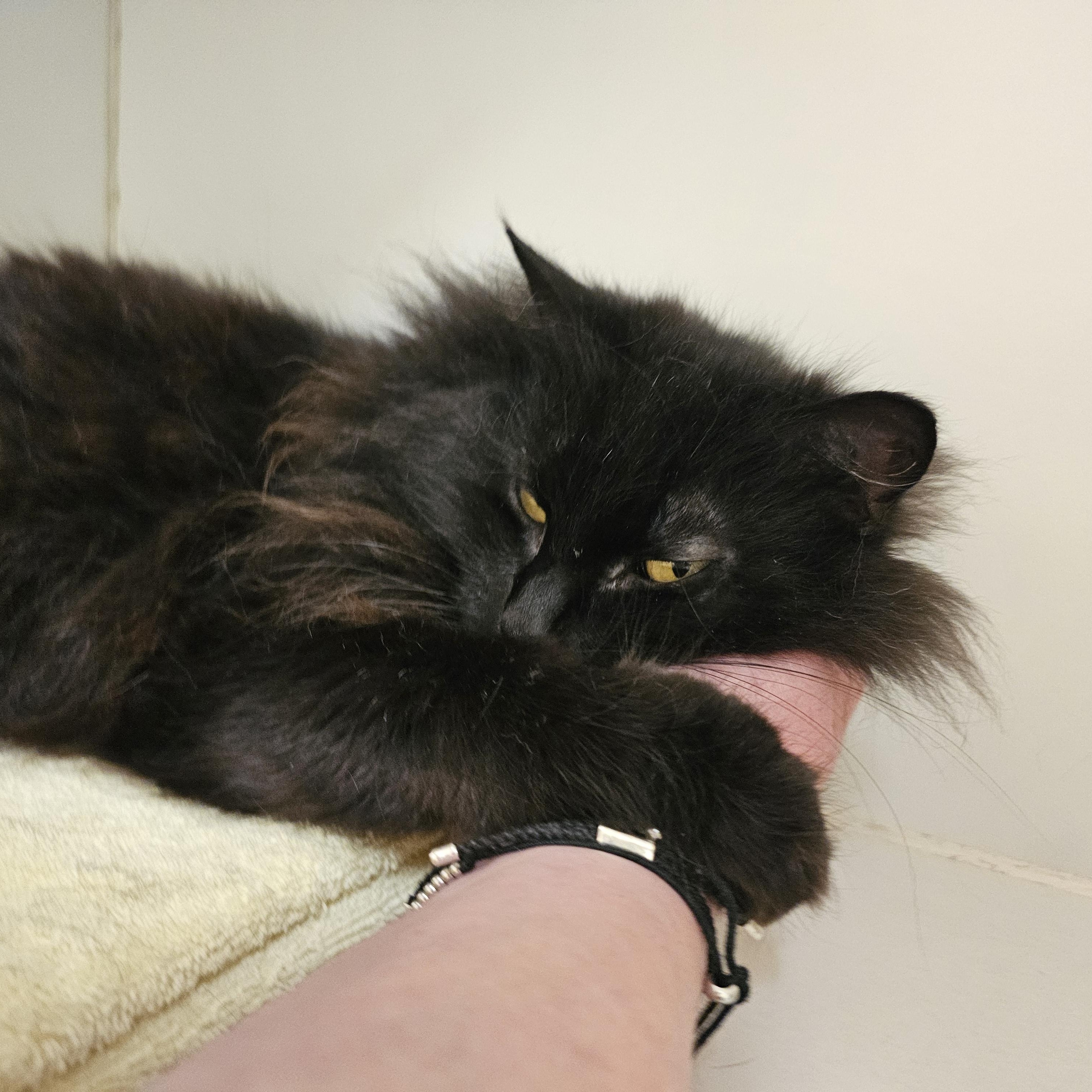 Page, a ADOPTABLE Domestic Long Hair in Norwalk, CT image 2/4