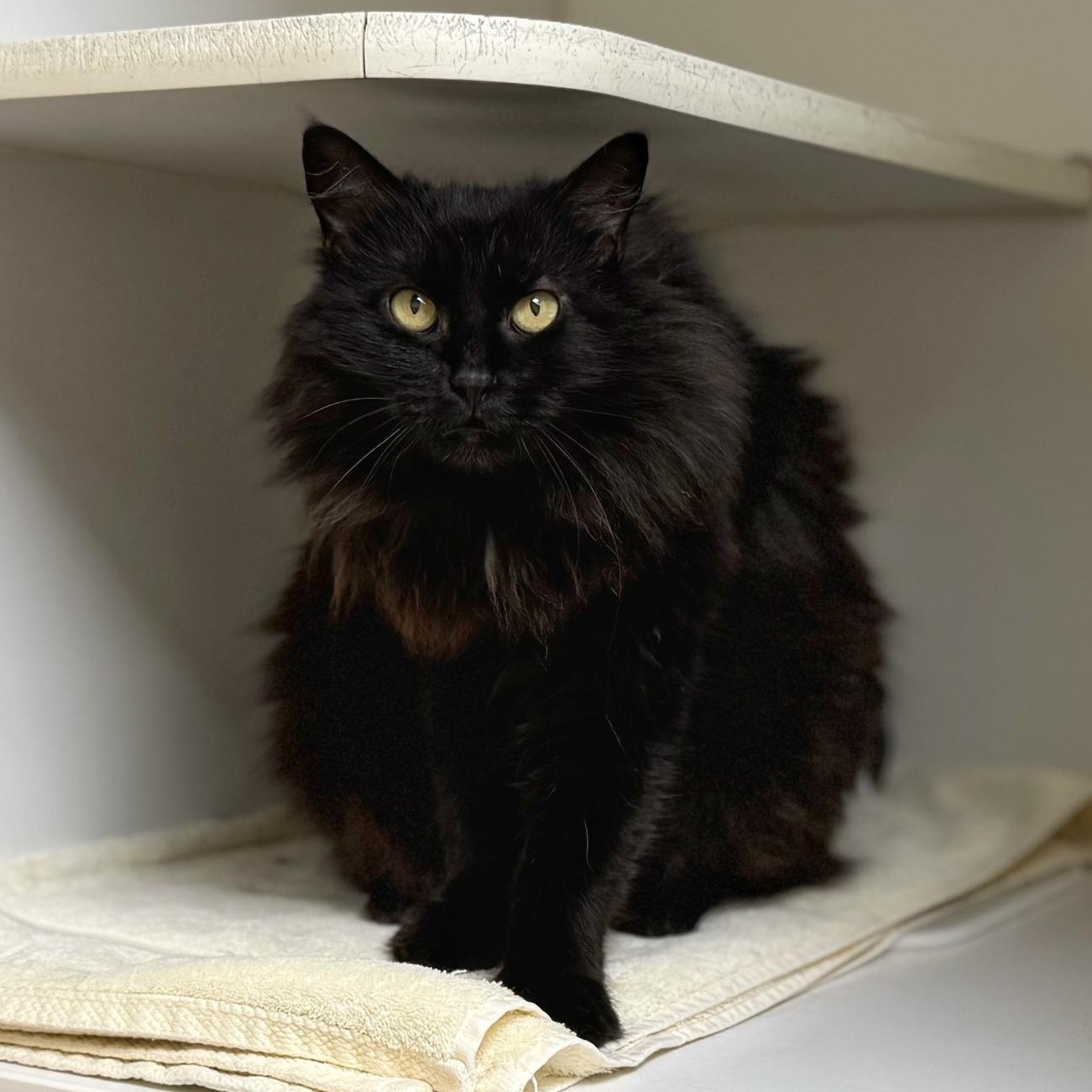 Page, a ADOPTABLE Domestic Long Hair in Norwalk, CT image 1/4