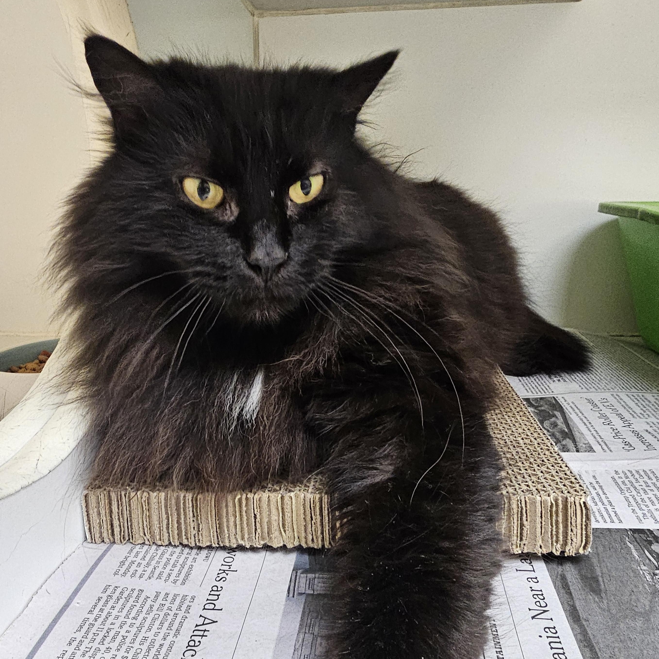 Page, a ADOPTABLE Domestic Long Hair in Norwalk, CT image 3/4