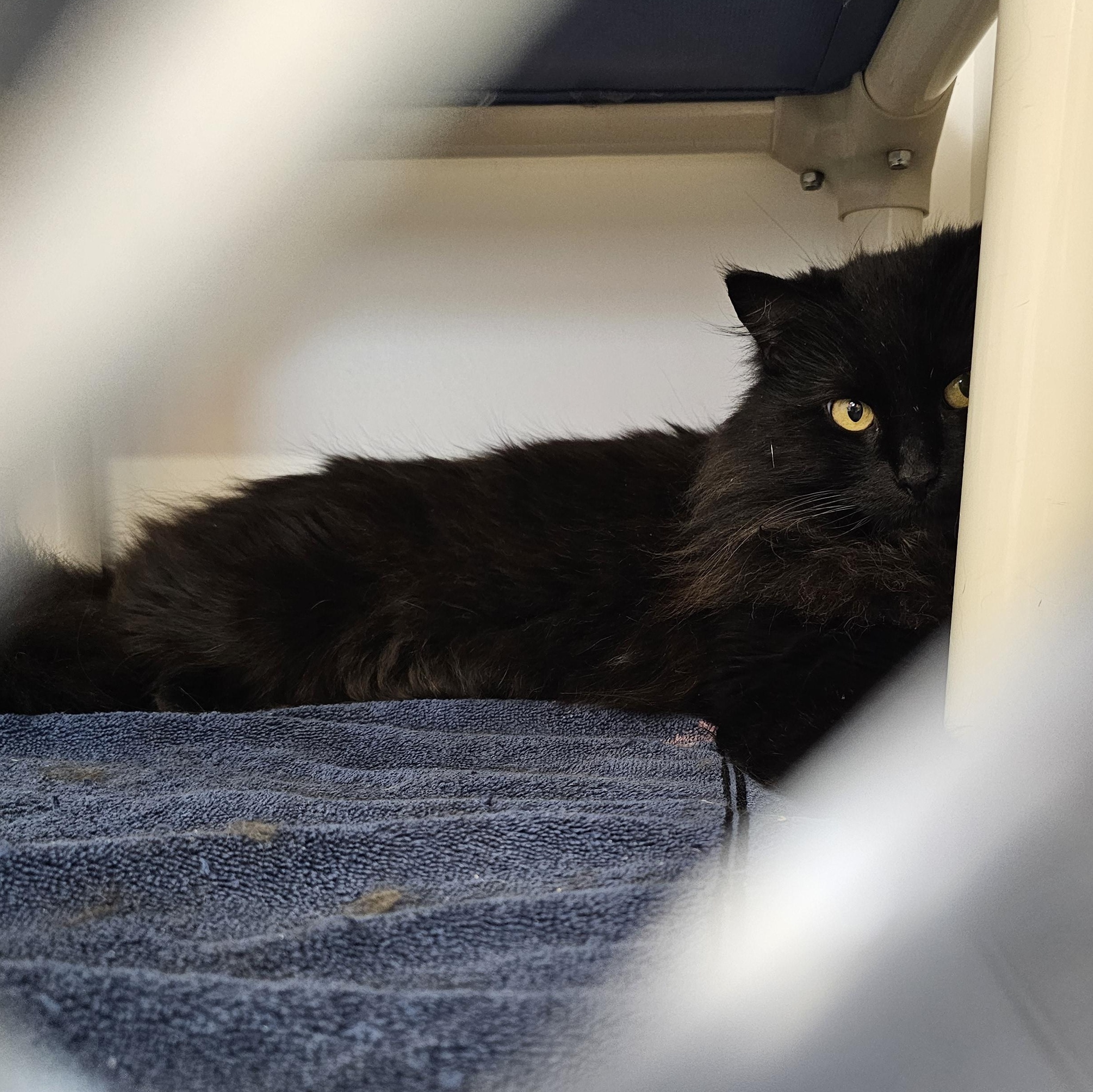 Page, a ADOPTABLE Domestic Long Hair in Norwalk, CT image 4/4