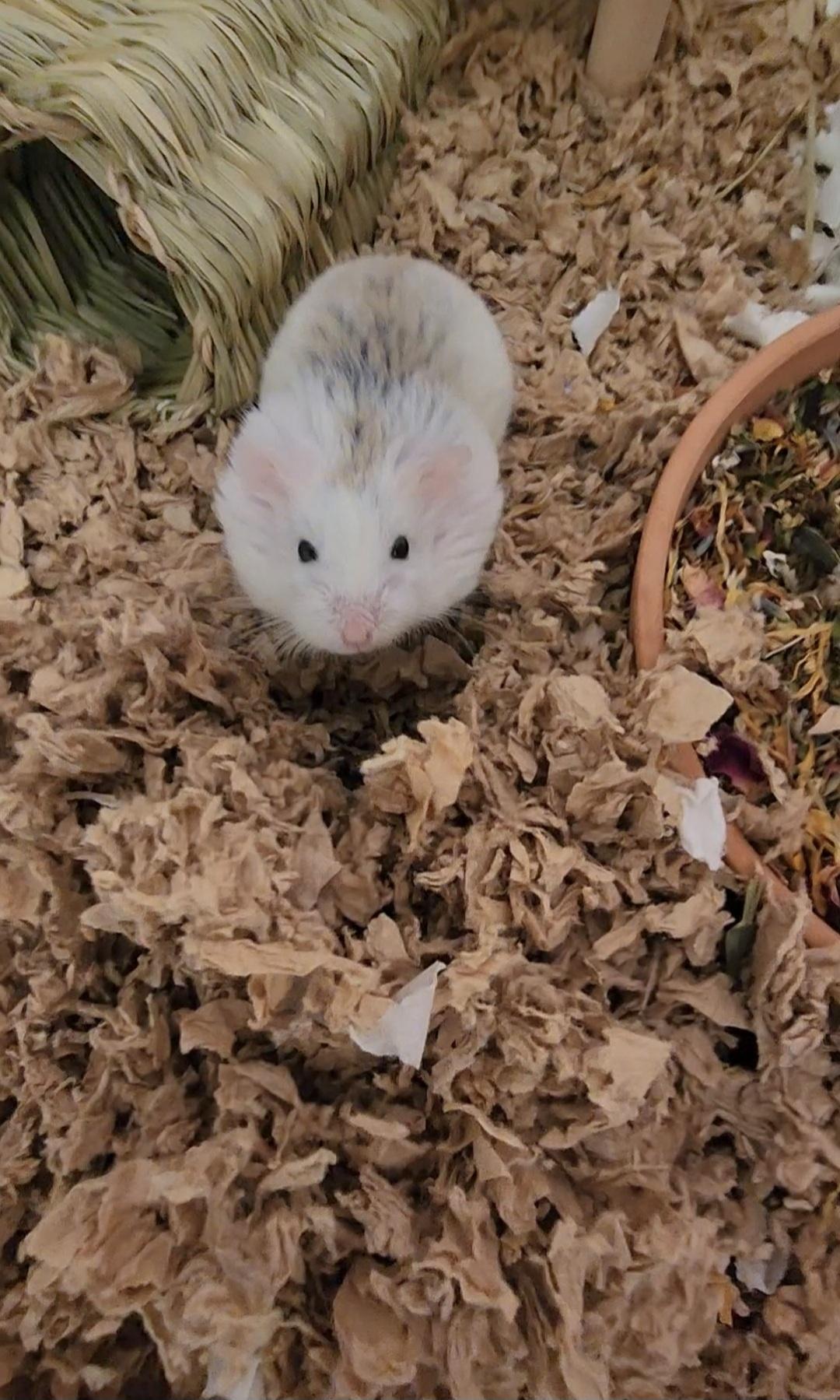 Enlarge Sprinter, a Adoptable Dwarf Hamster in Tucson, AZ image 1/4