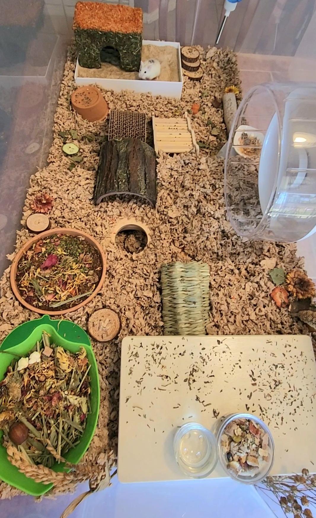 Enlarge Sprinter, a Adoptable Dwarf Hamster in Tucson, AZ image 2/4