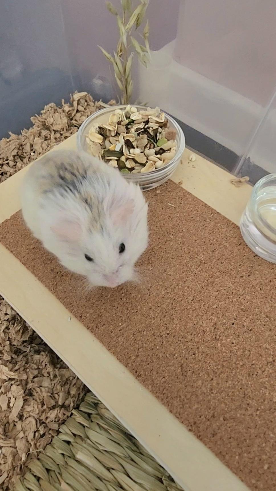 Enlarge Sprinter, a Adoptable Dwarf Hamster in Tucson, AZ image 3/4