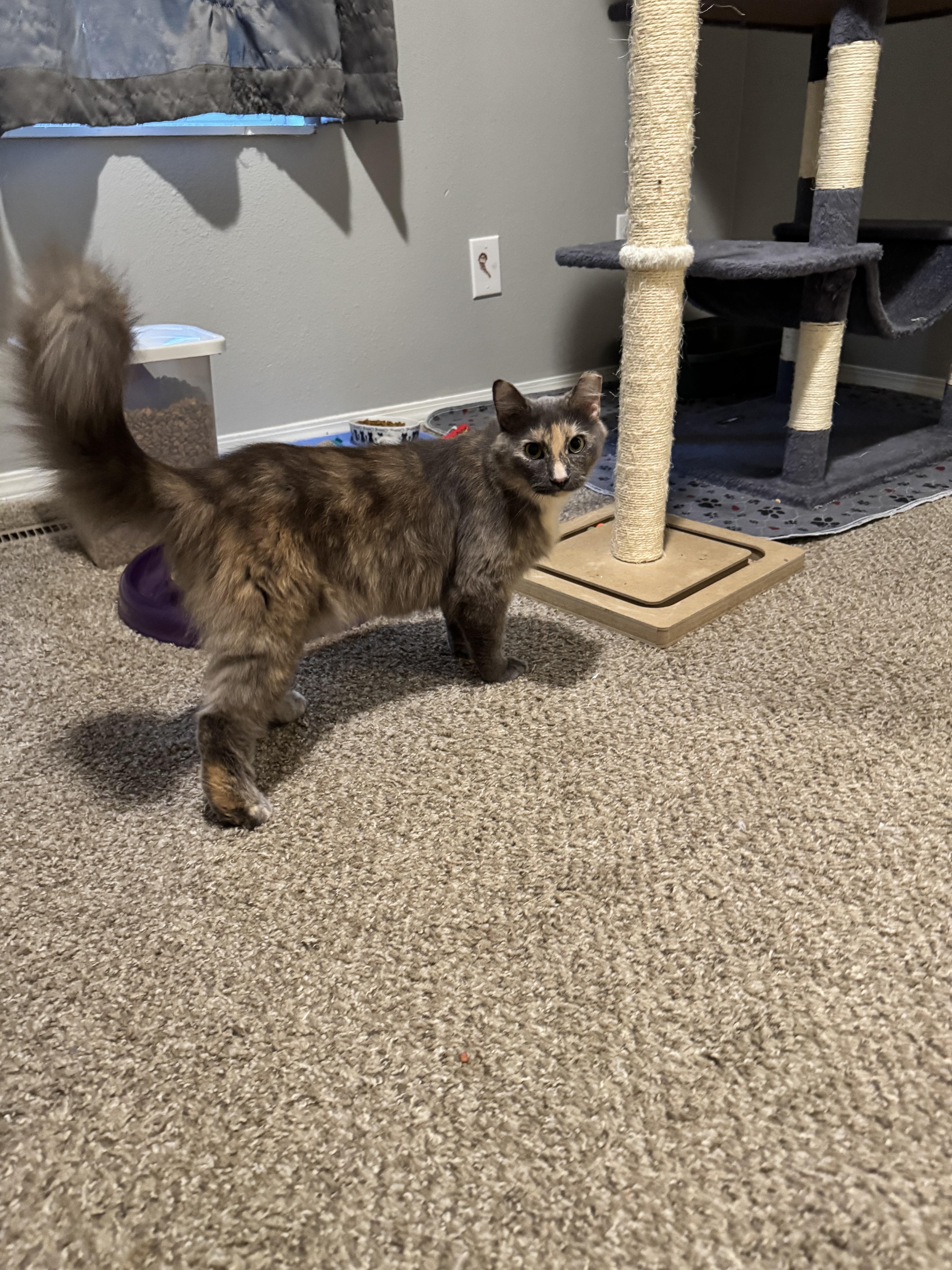 Sable, Adoptable, Adult Female Domestic Medium Hair.