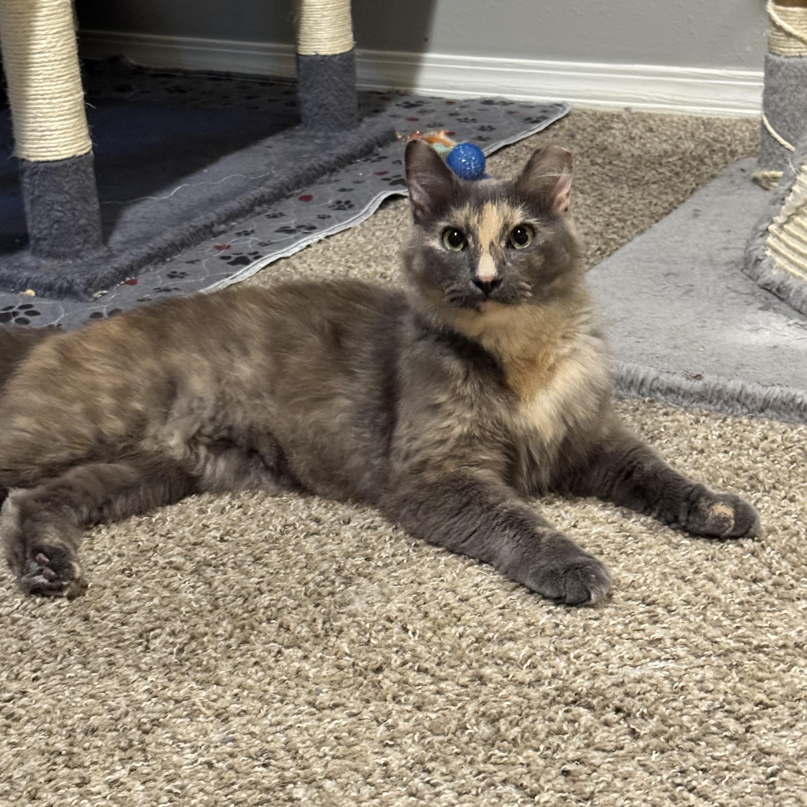 Sable photo