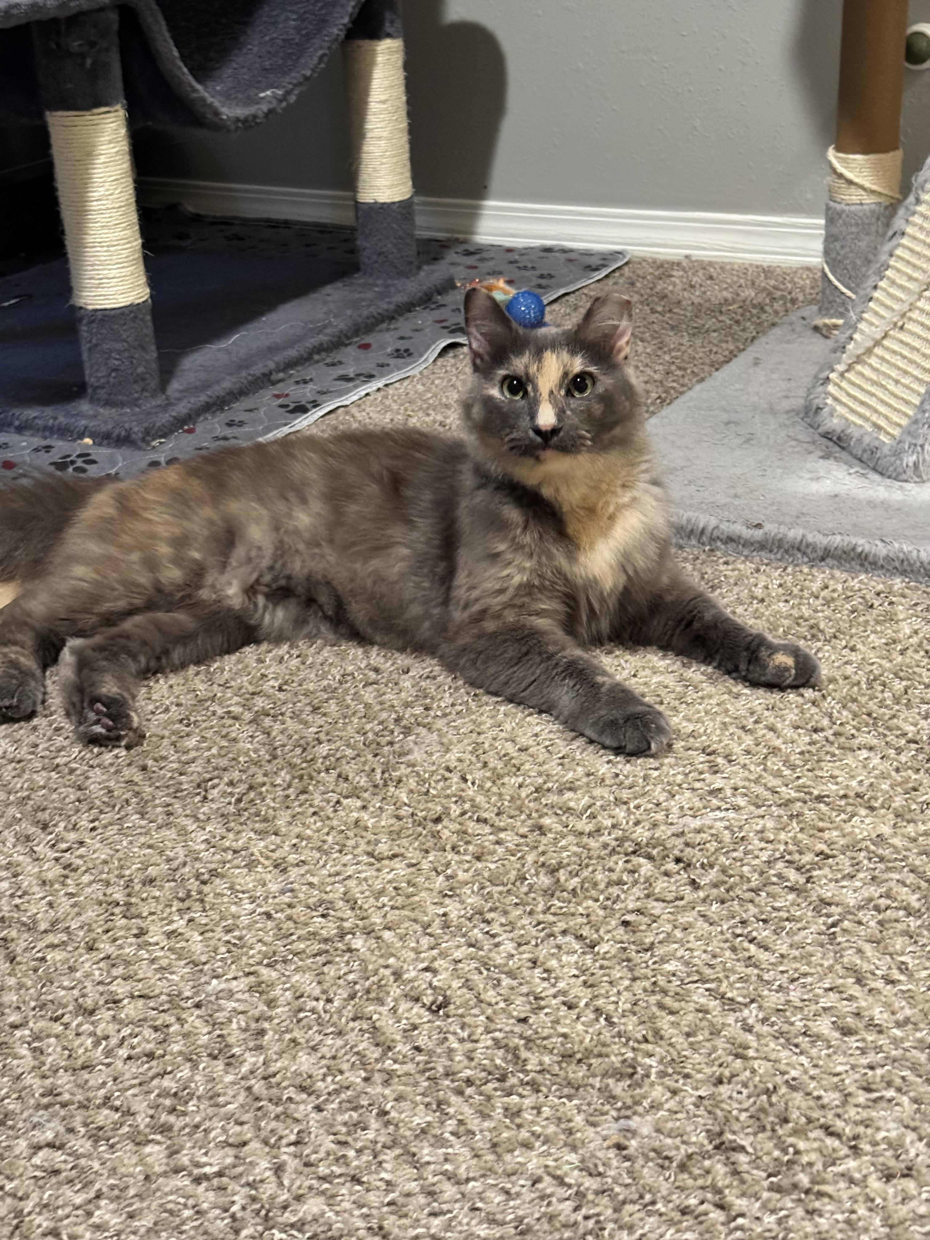 Enlarge Sable, a Adoptable Domestic Medium Hair in Springfield, MO image 2/6