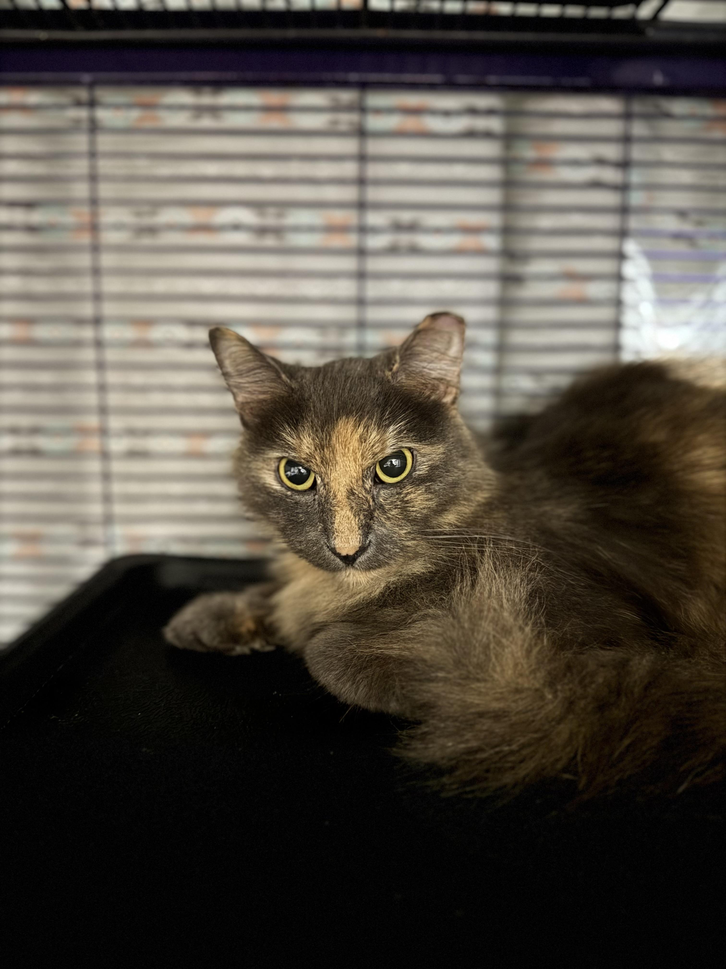 Sable, Adoptable, Adult Female Domestic Short Hair.