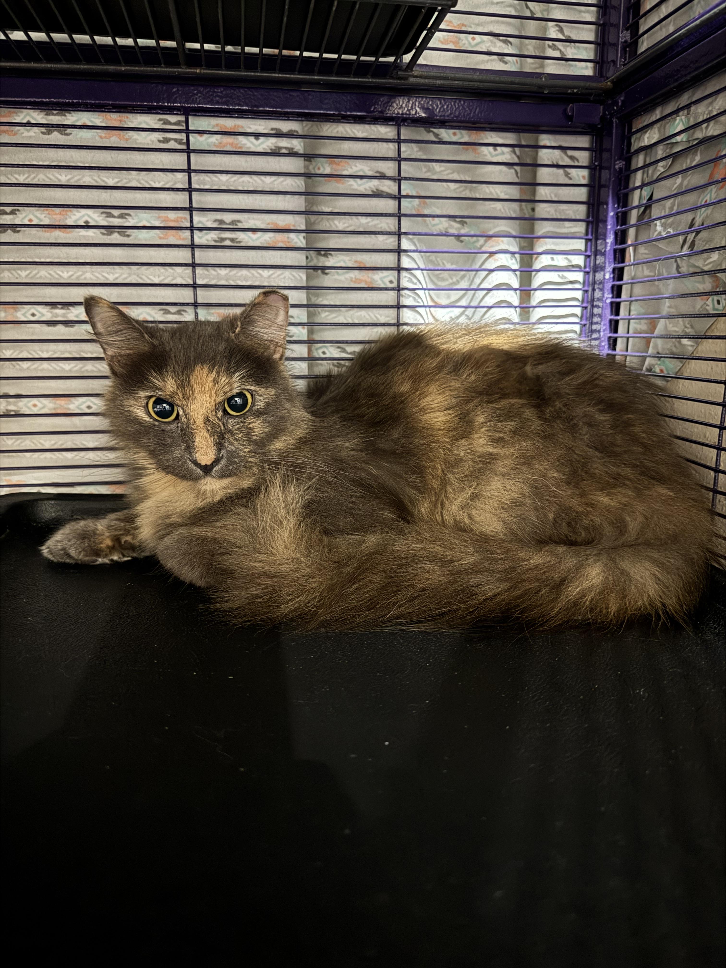 Sable, a Adoptable Domestic Short Hair in Springfield, MO image 2/3