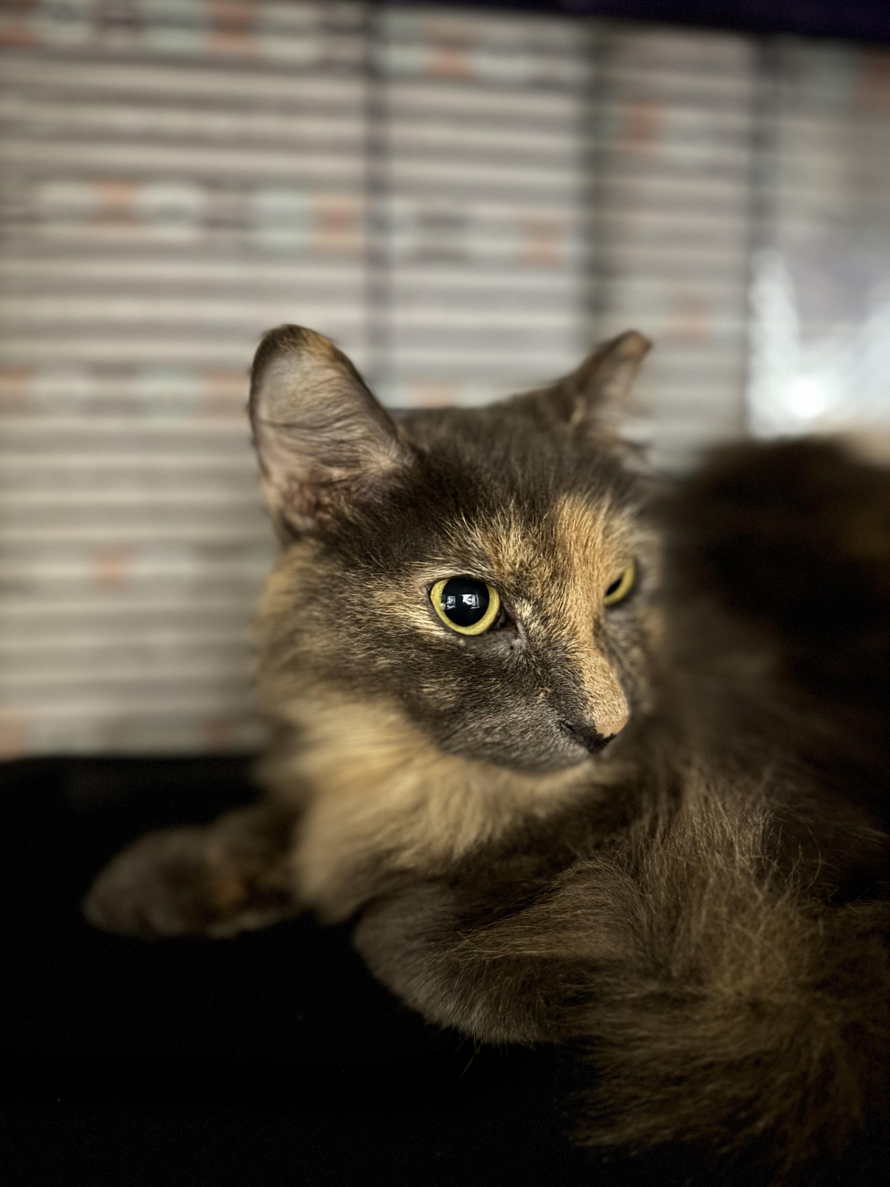 Sable, a Adoptable Domestic Short Hair in Springfield, MO image 3/3