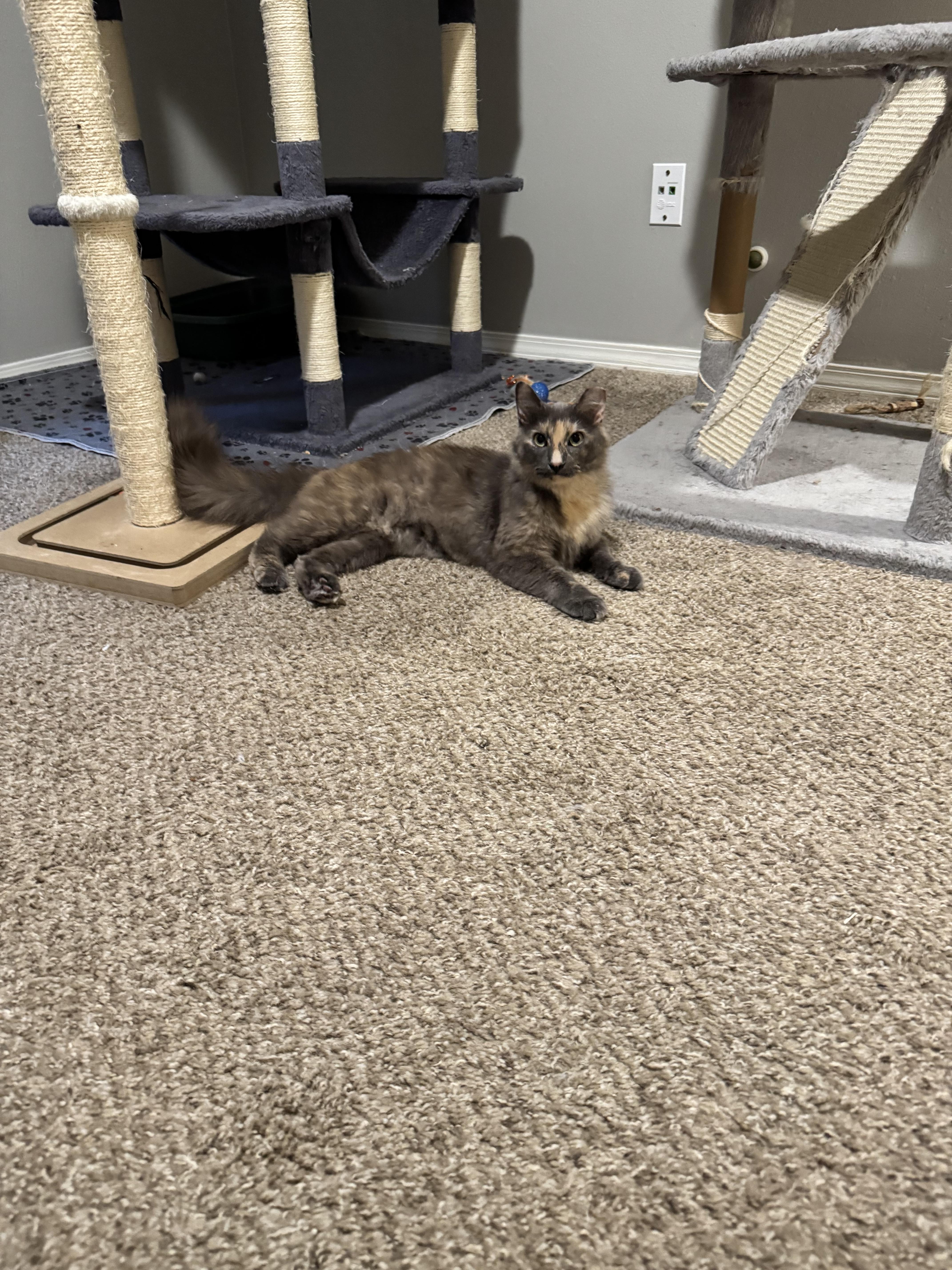 Enlarge Sable, a Adoptable Domestic Medium Hair in Springfield, MO image 6/6