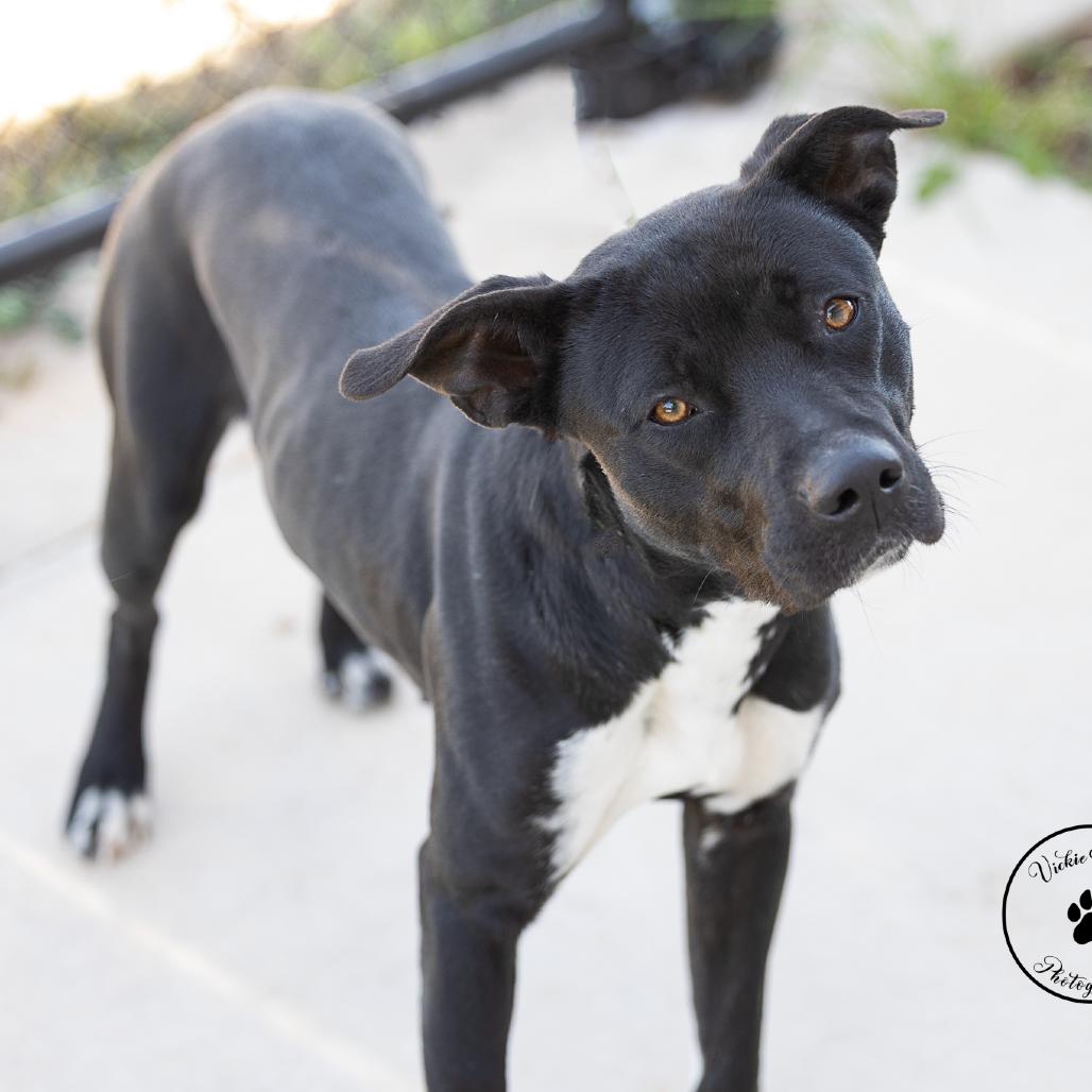 Lola, Adoptable, Young Female Terrier.