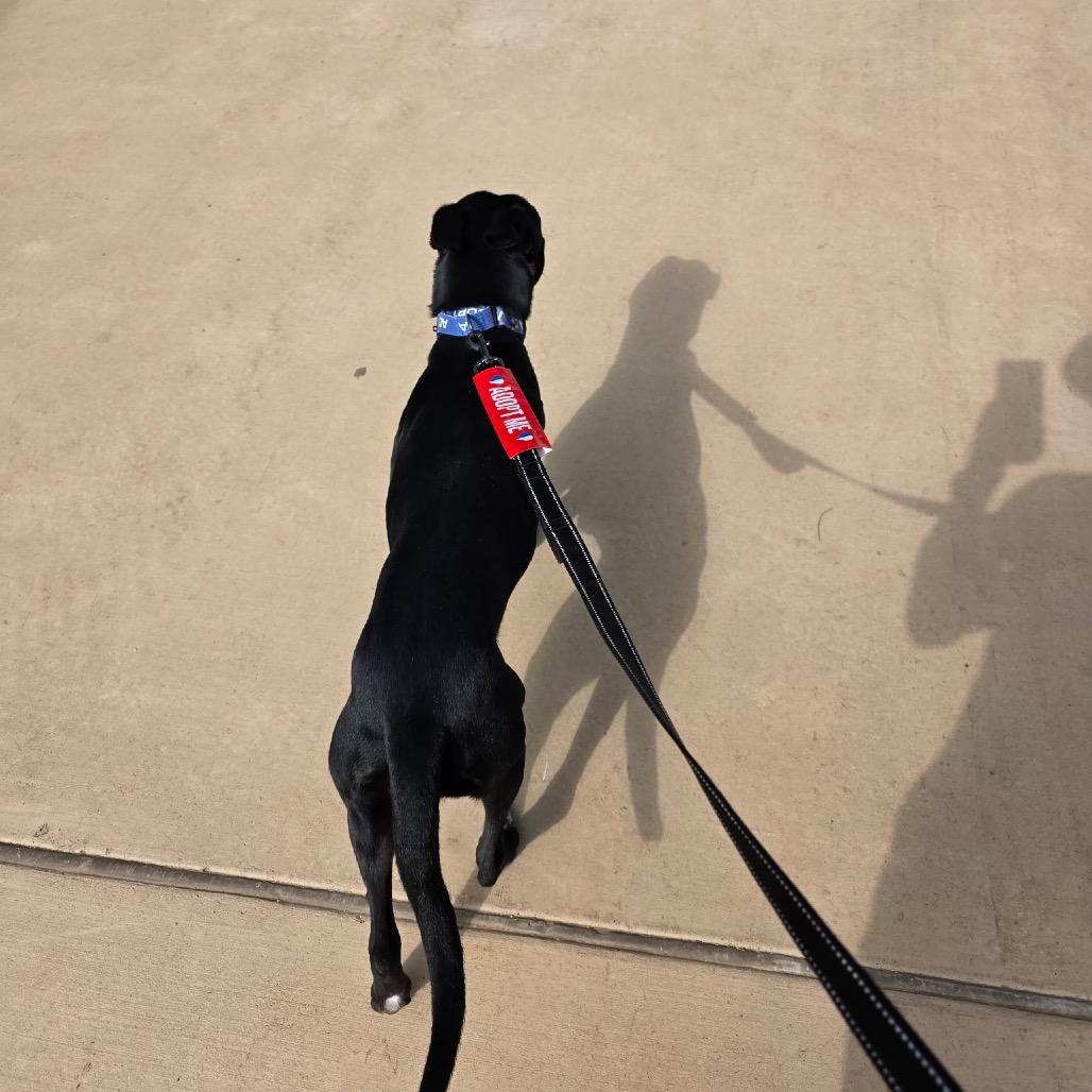 Enlarge Lola, a Adoptable Terrier in Abilene, TX image 2/6