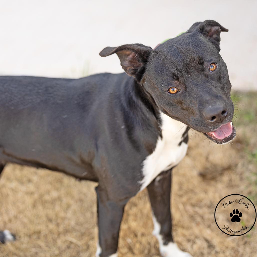 Enlarge Lola, a Adoptable Terrier in Abilene, TX image 2/4