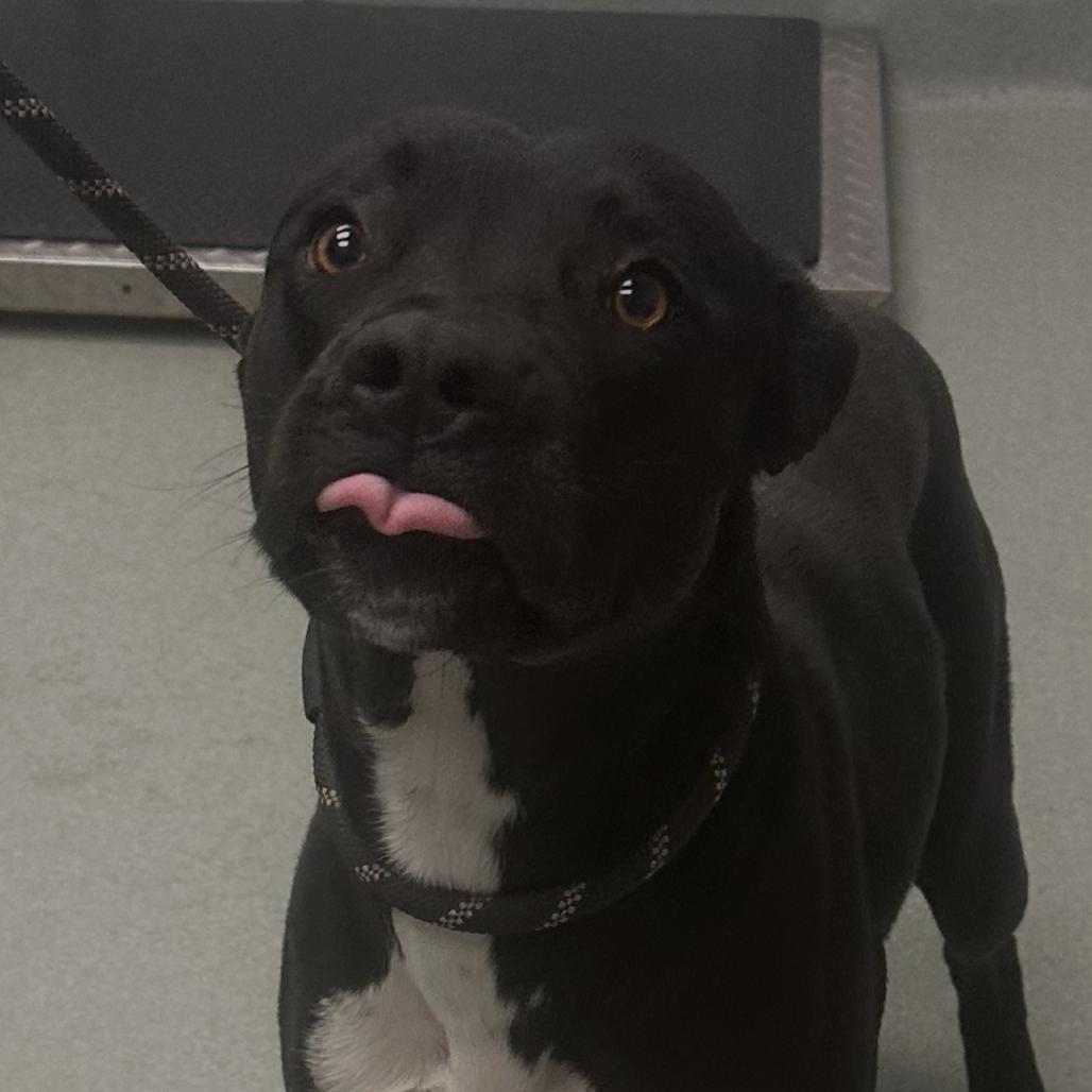 Enlarge Lola, a Adoptable Terrier in Abilene, TX image 3/4