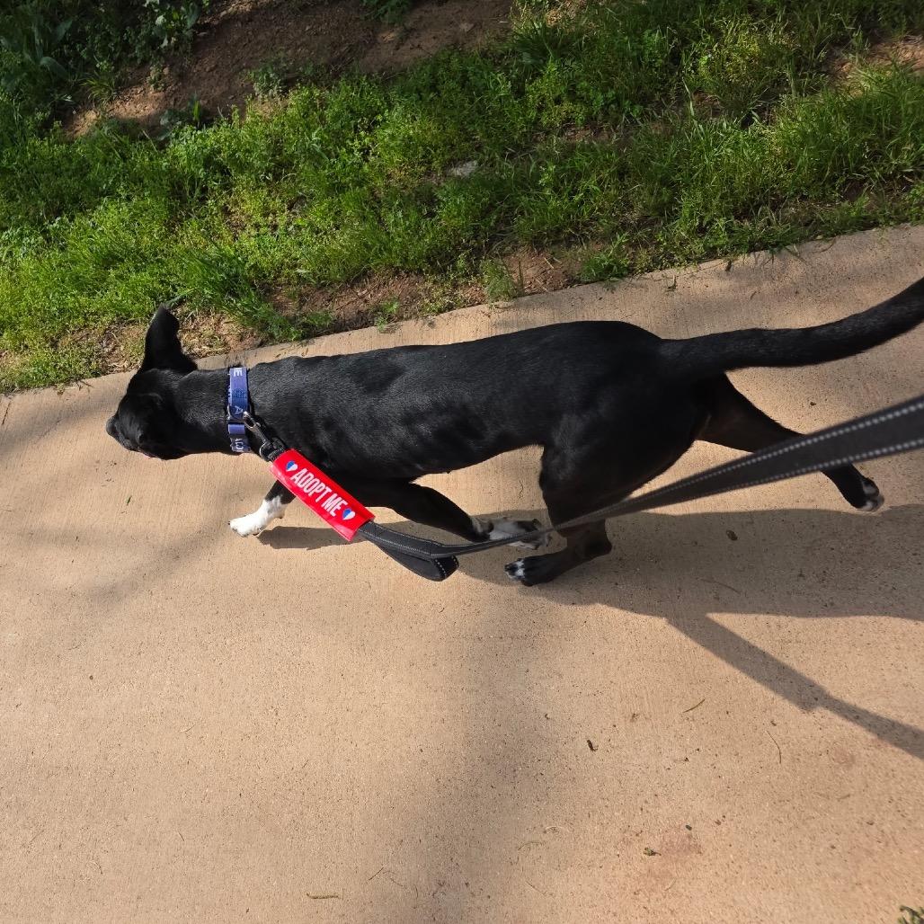 Enlarge Lola, a Adoptable Terrier in Abilene, TX image 4/6