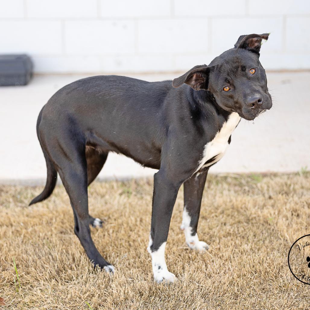 Enlarge Lola, a Adoptable Terrier in Abilene, TX image 4/4