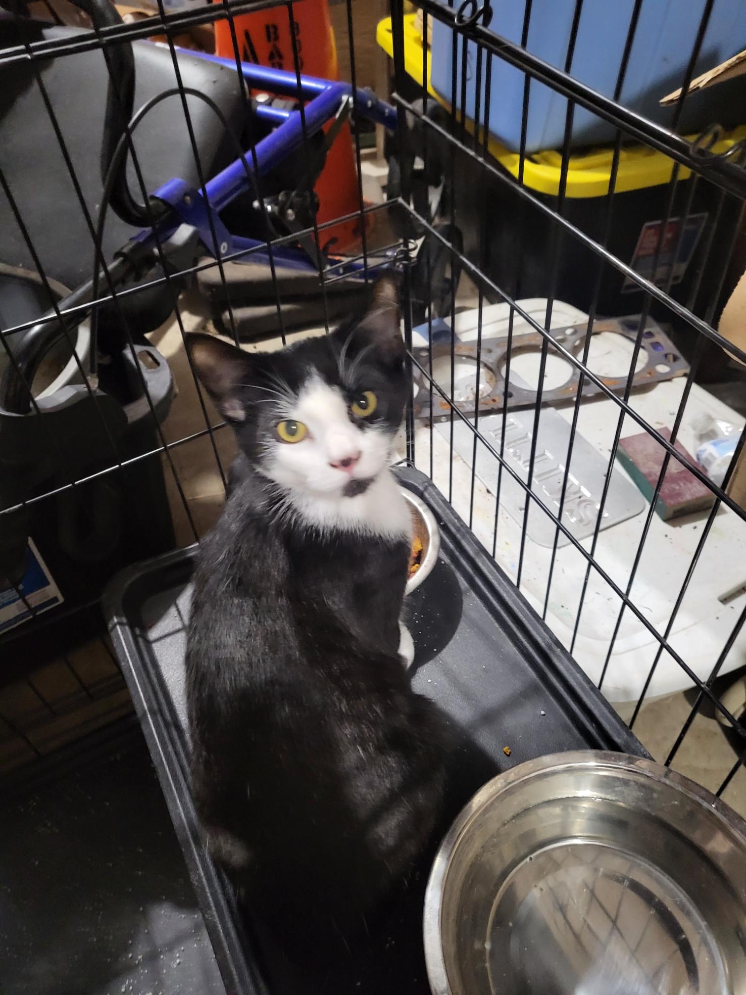 Blackjack, Adopted, Adult Male Domestic Short Hair.