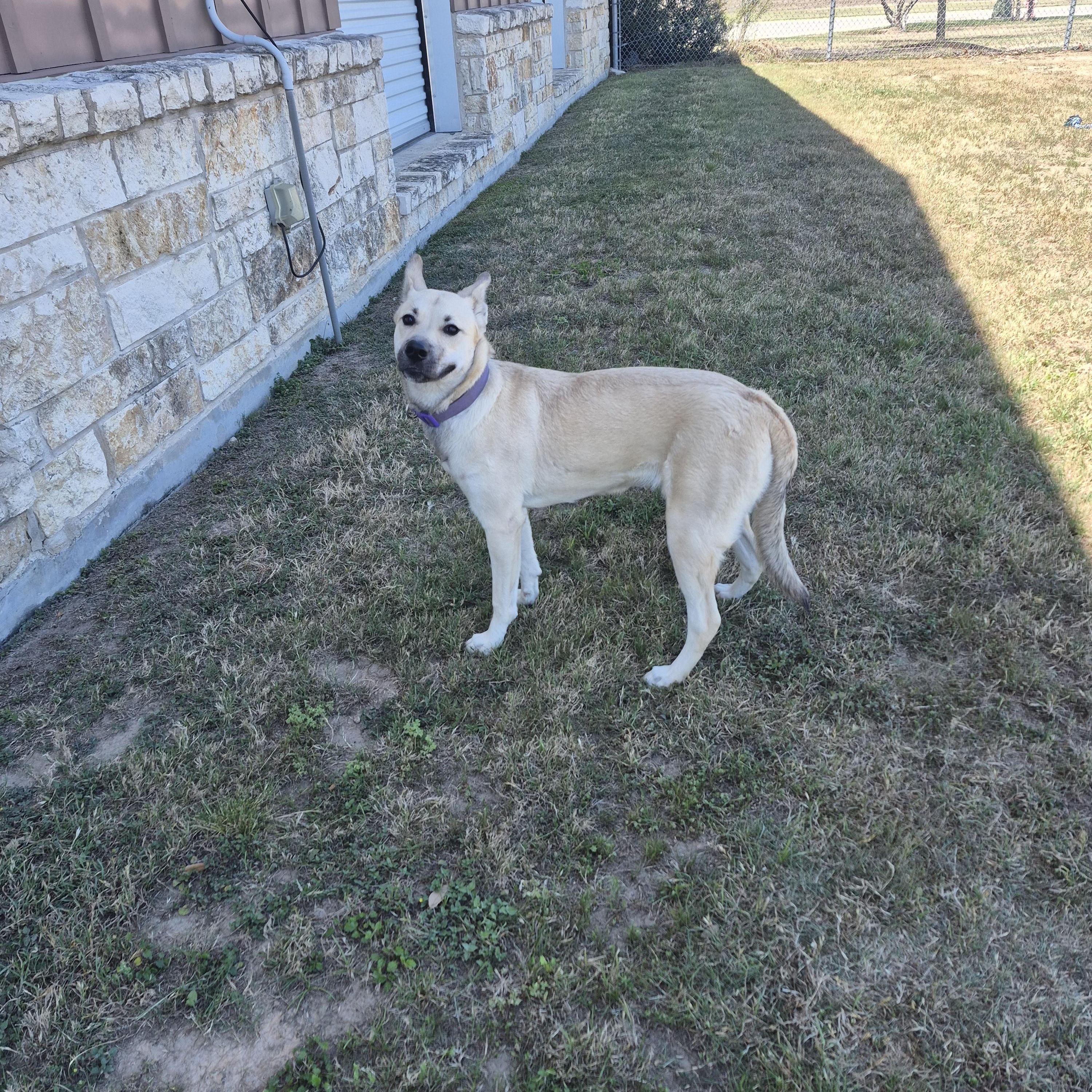 Enlarge Buttercup, a ADOPTABLE Shepherd in Schertz, TX image 2/4
