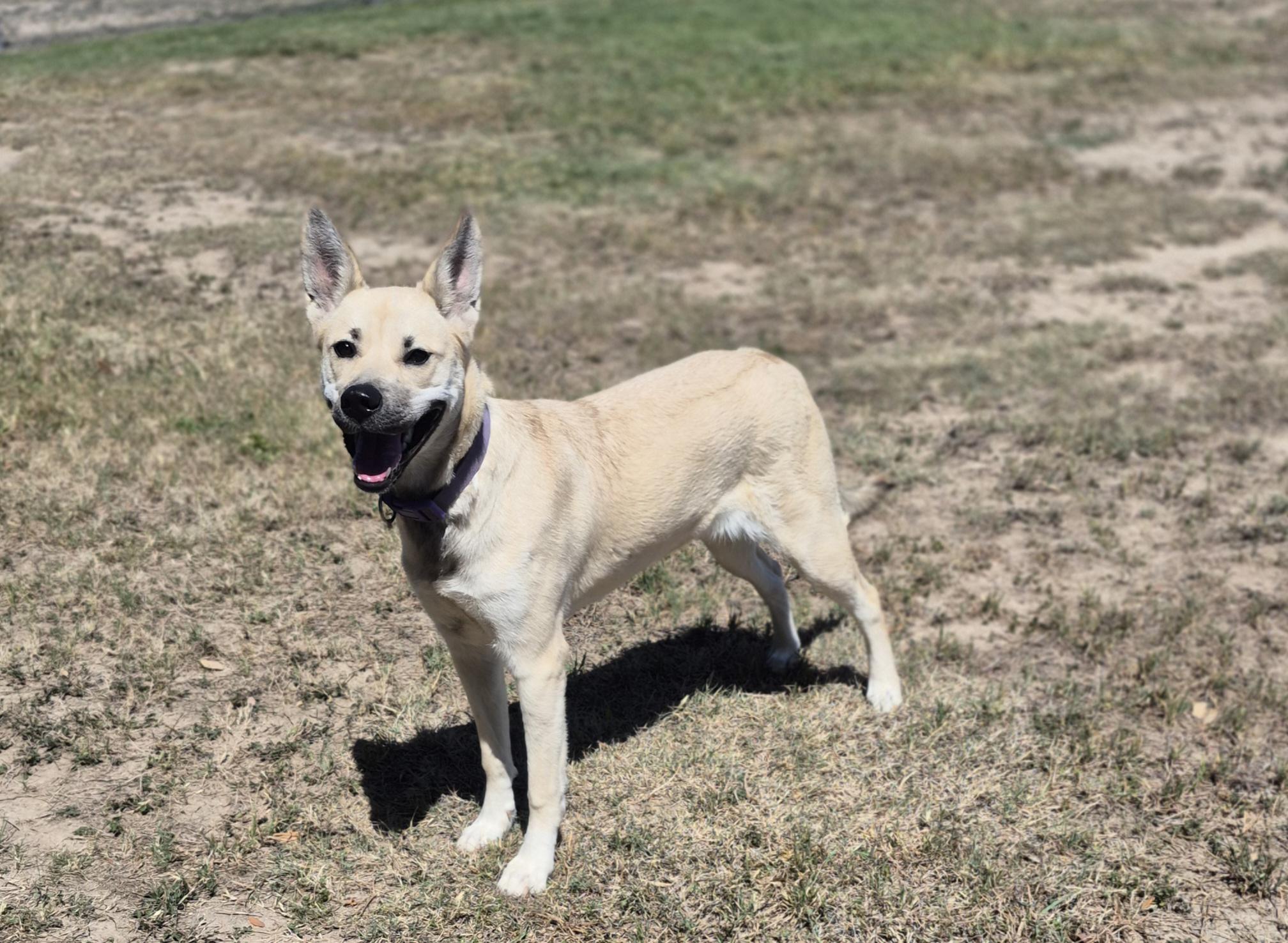 Buttercup, ADOPTABLE, Adult Female Shepherd.