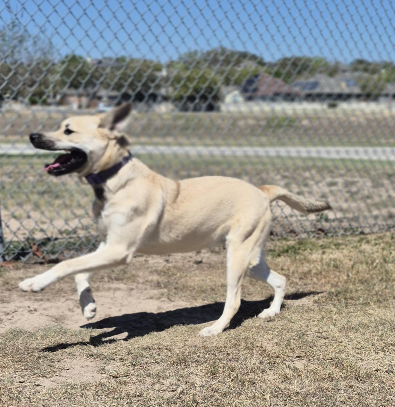 Enlarge Buttercup, a ADOPTABLE Shepherd in Schertz, TX image 3/4