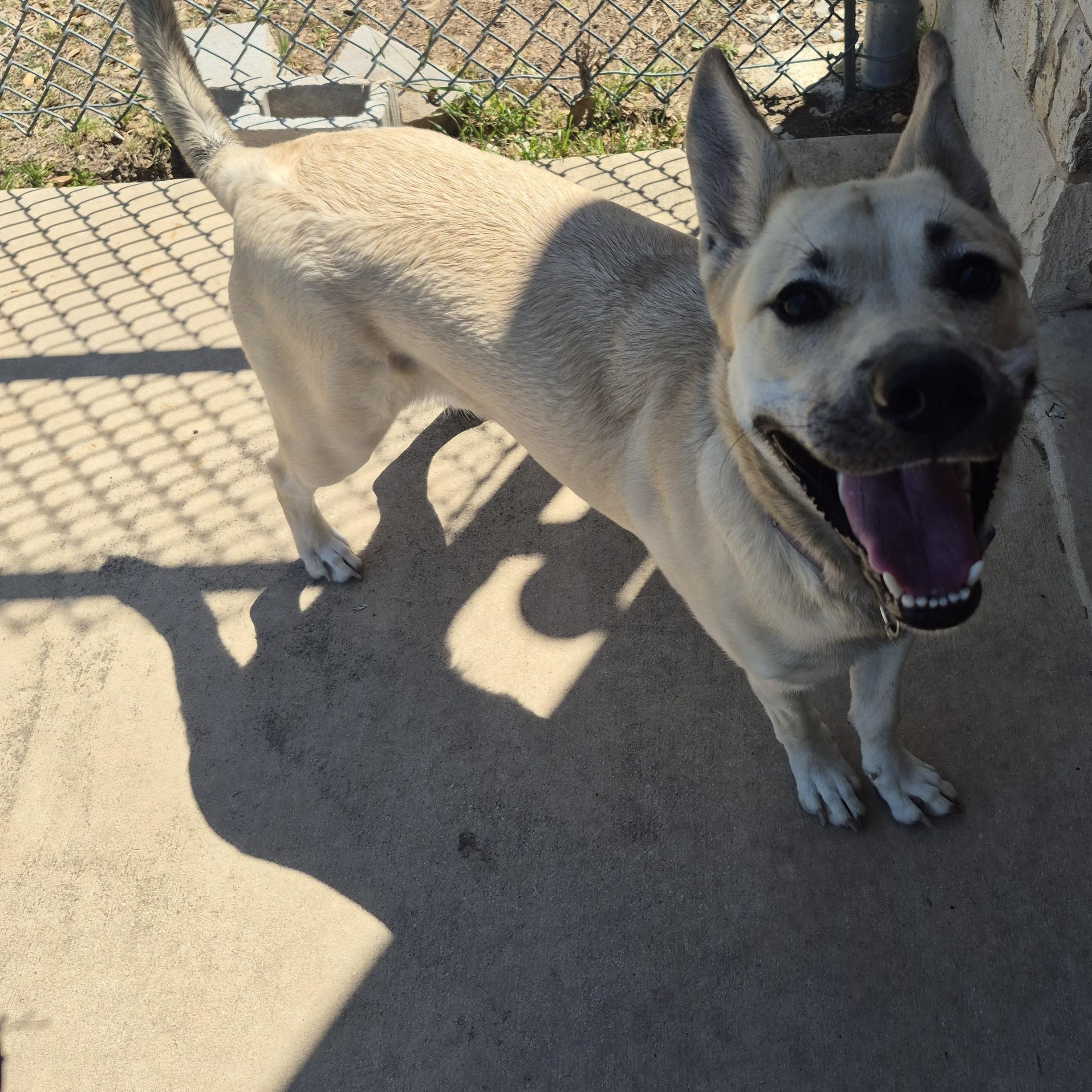 Enlarge Buttercup, a ADOPTABLE Shepherd in Schertz, TX image 4/4