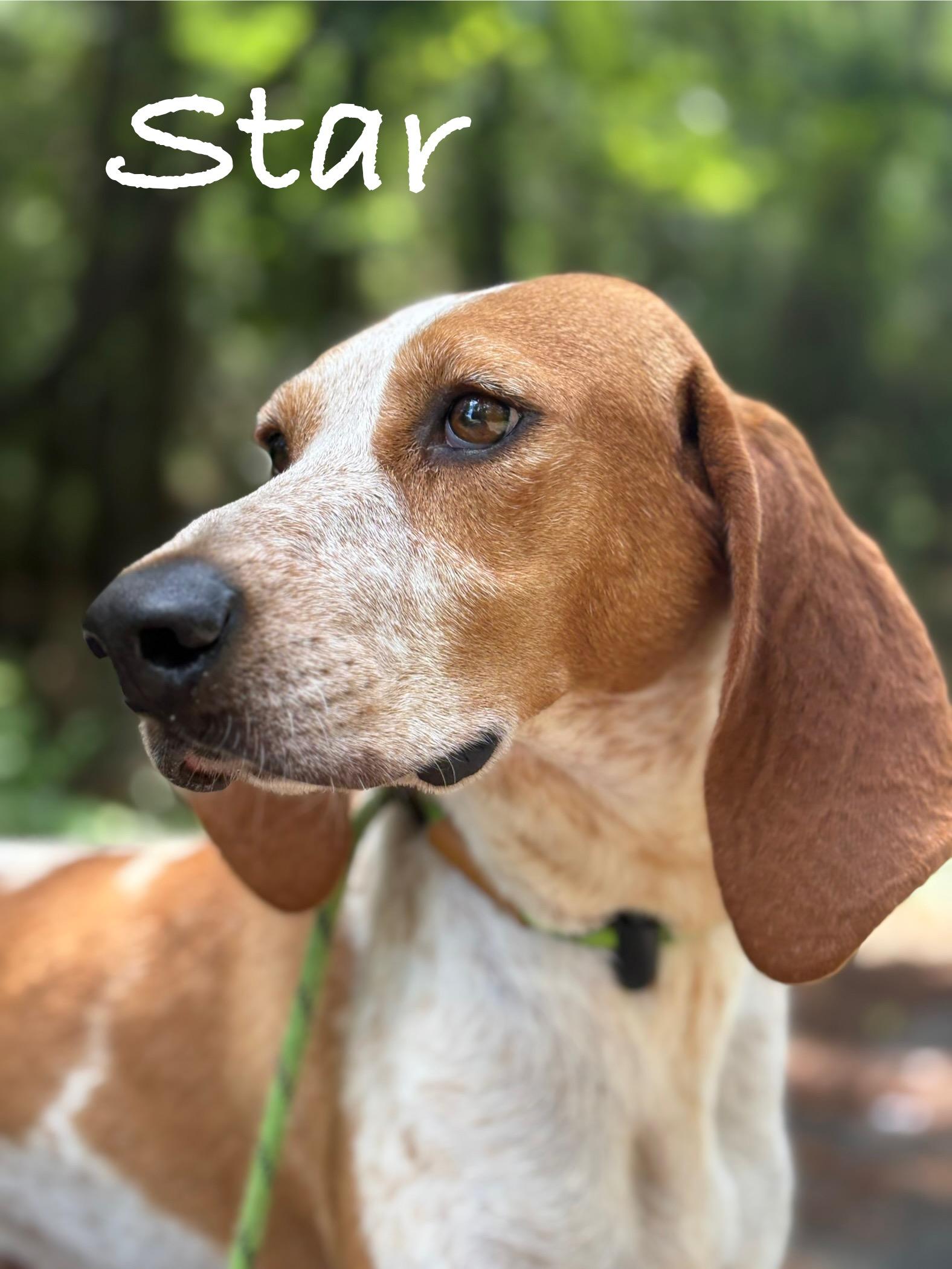Star, a Adoptable Hound in Georgetown, SC image 1/4