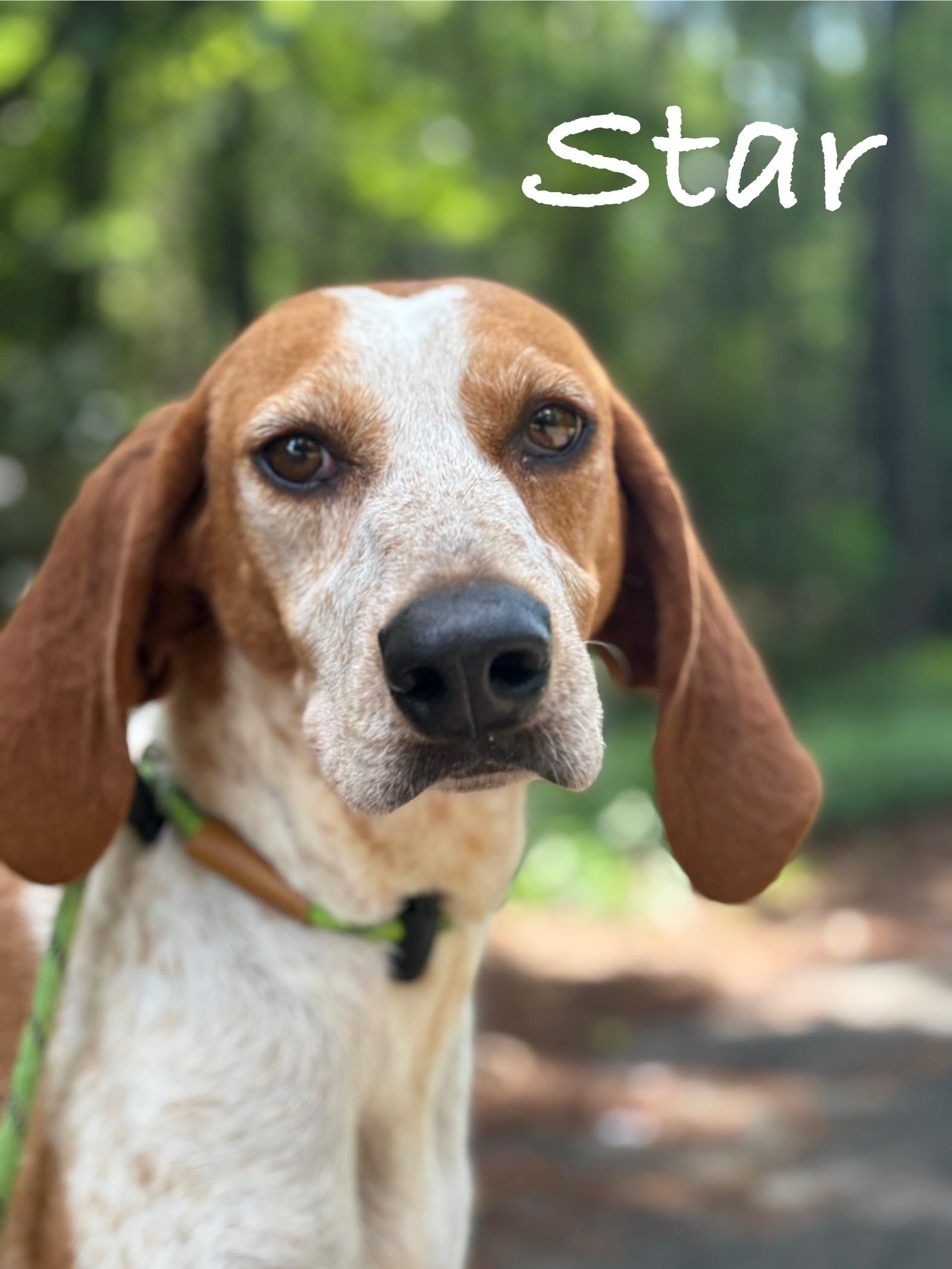 Star, a Adoptable Hound in Georgetown, SC image 2/4