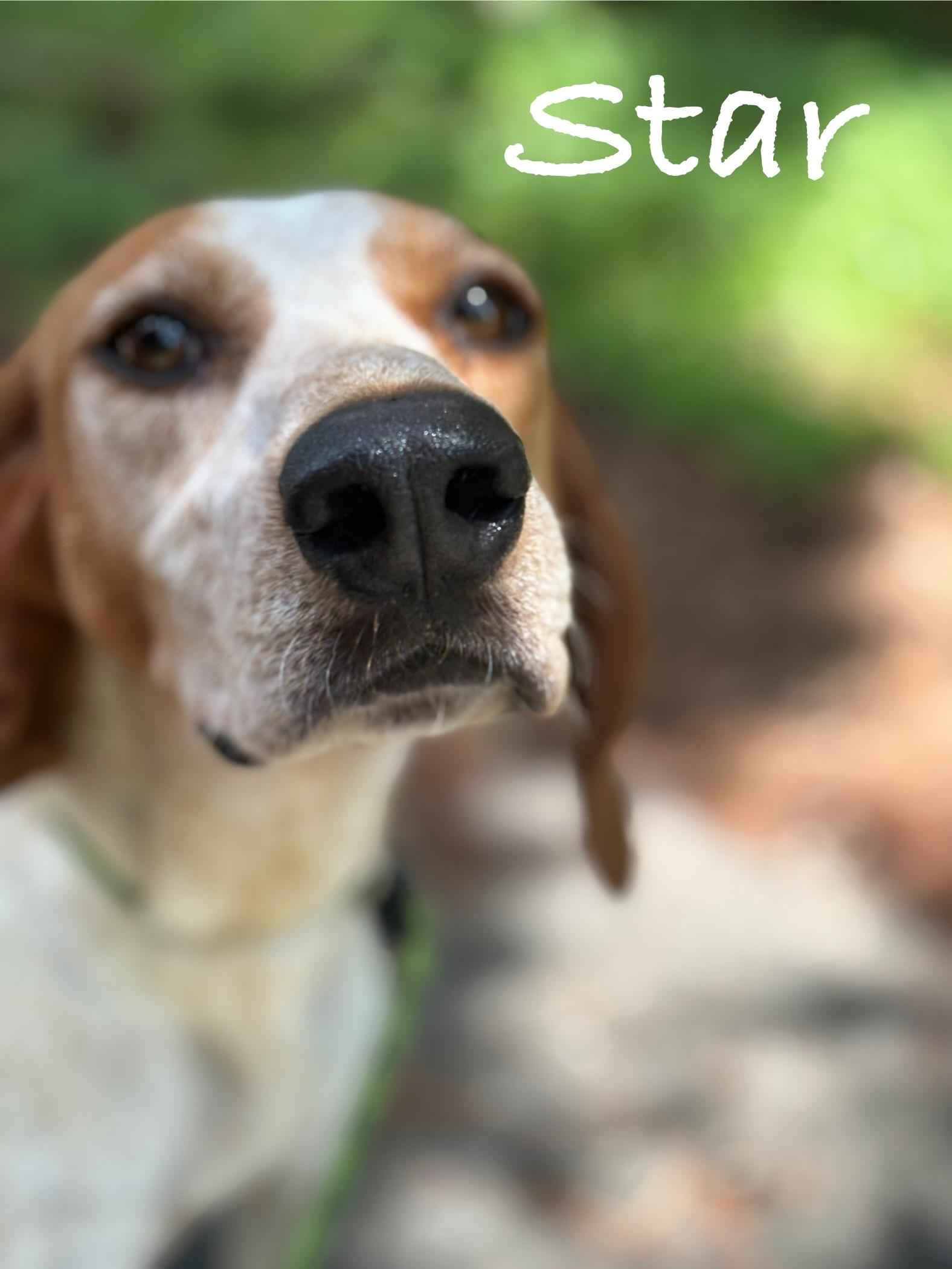 Star, a Adoptable Hound in Georgetown, SC image 3/4