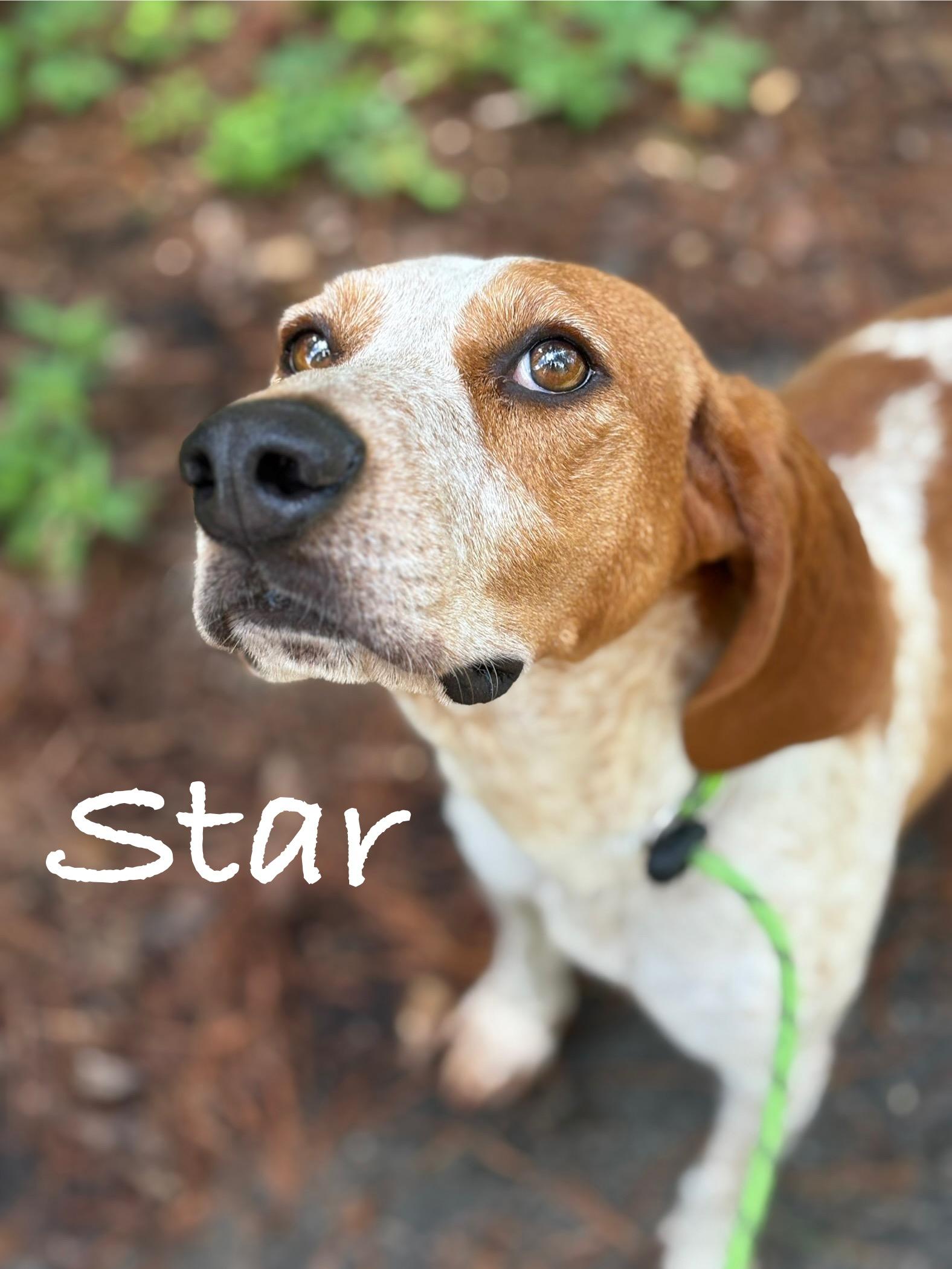 Star, a Adoptable Hound in Georgetown, SC image 4/4