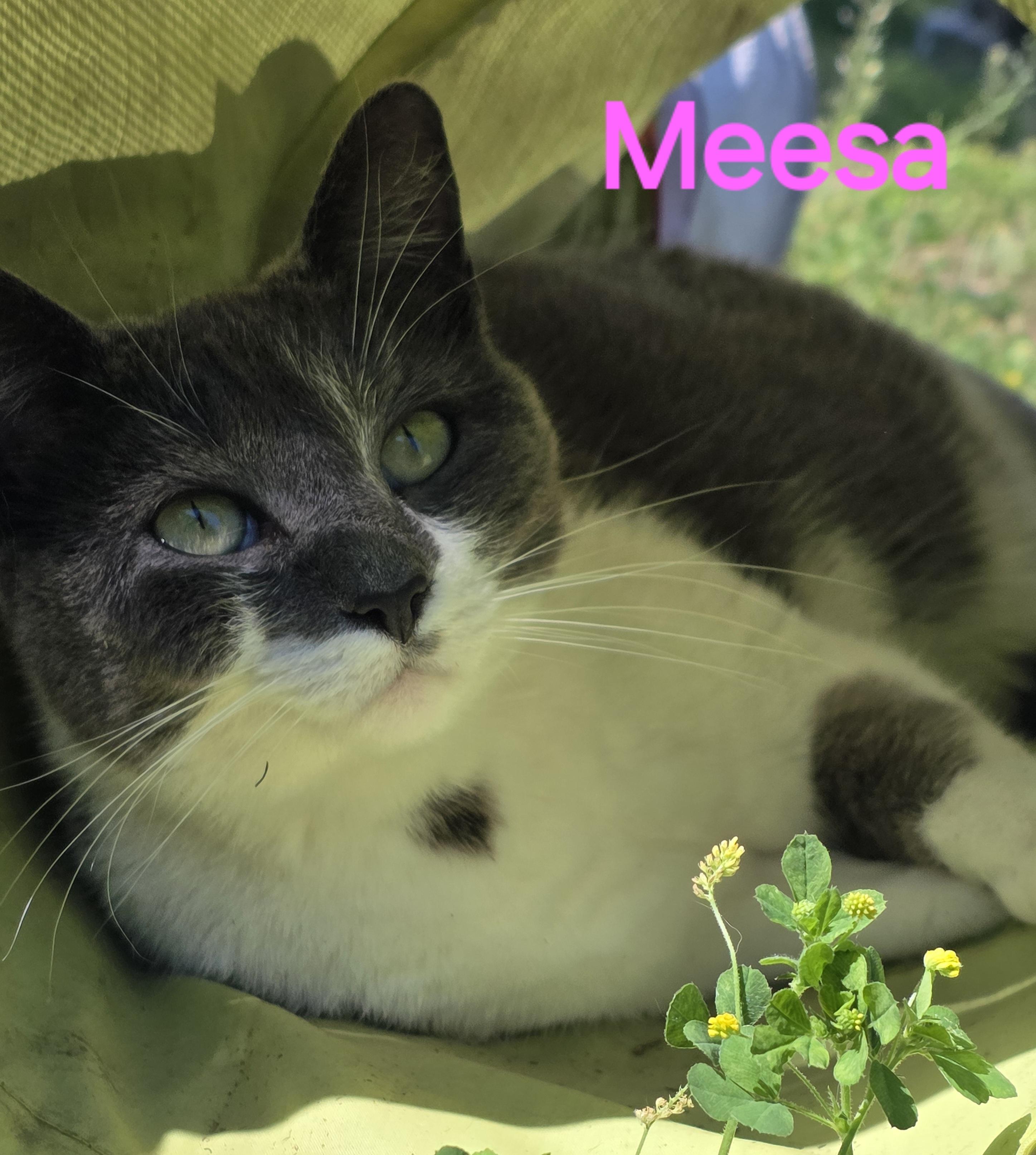 Mama Misa, a Adoptable Domestic Short Hair in Spring Hill, FL image 1/2
