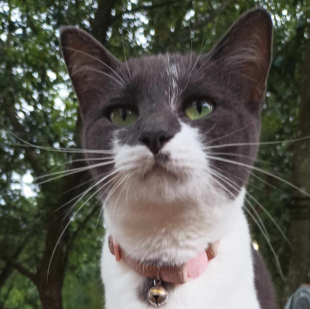 Mama Misa, a Adoptable Domestic Short Hair in Spring Hill, FL image 2/2