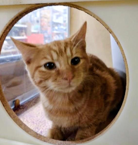 Enlarge Elizabeth, a Adoptable Tabby in Waynesboro, VA image 3/6