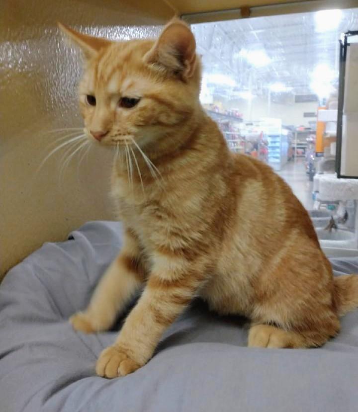 Enlarge Elizabeth, a Adoptable Tabby in Waynesboro, VA image 4/6