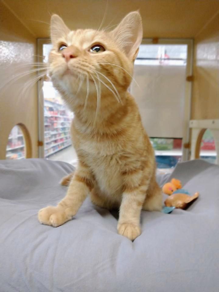 Enlarge Elizabeth, a Adoptable Tabby in Waynesboro, VA image 2/6