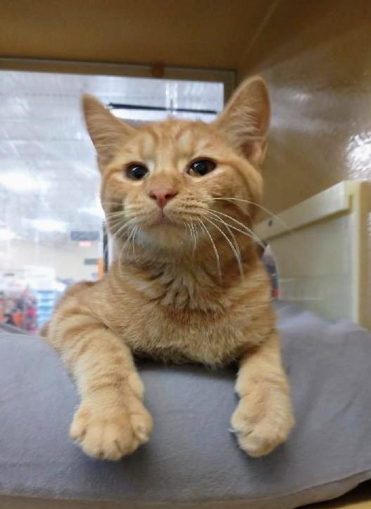 Enlarge Elizabeth, a Adoptable Tabby in Waynesboro, VA image 1/6